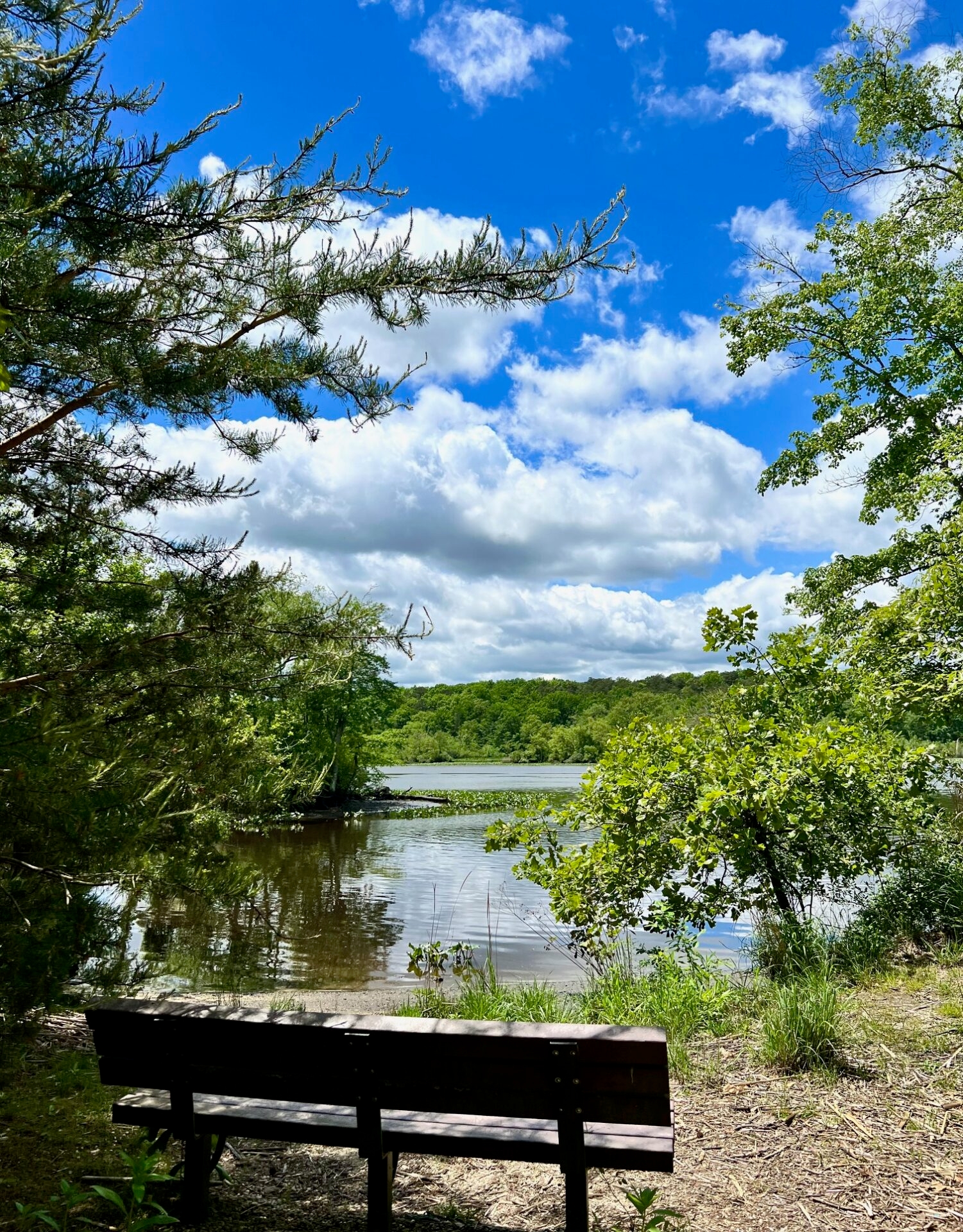 a bench by a body of water with green trees and a bright, blue sky with white, fluffy clouds - A view of the Maurice River from a bench in spring with a blue sky and white, fluffy clouds at Harold N. Peek Preserve.
