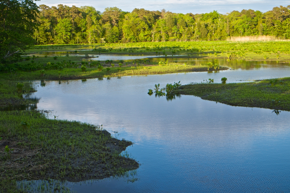 a river with large areas of green vegetation and trees in the background - The Maurice River at Harold N. Peek Preserve in summer.
