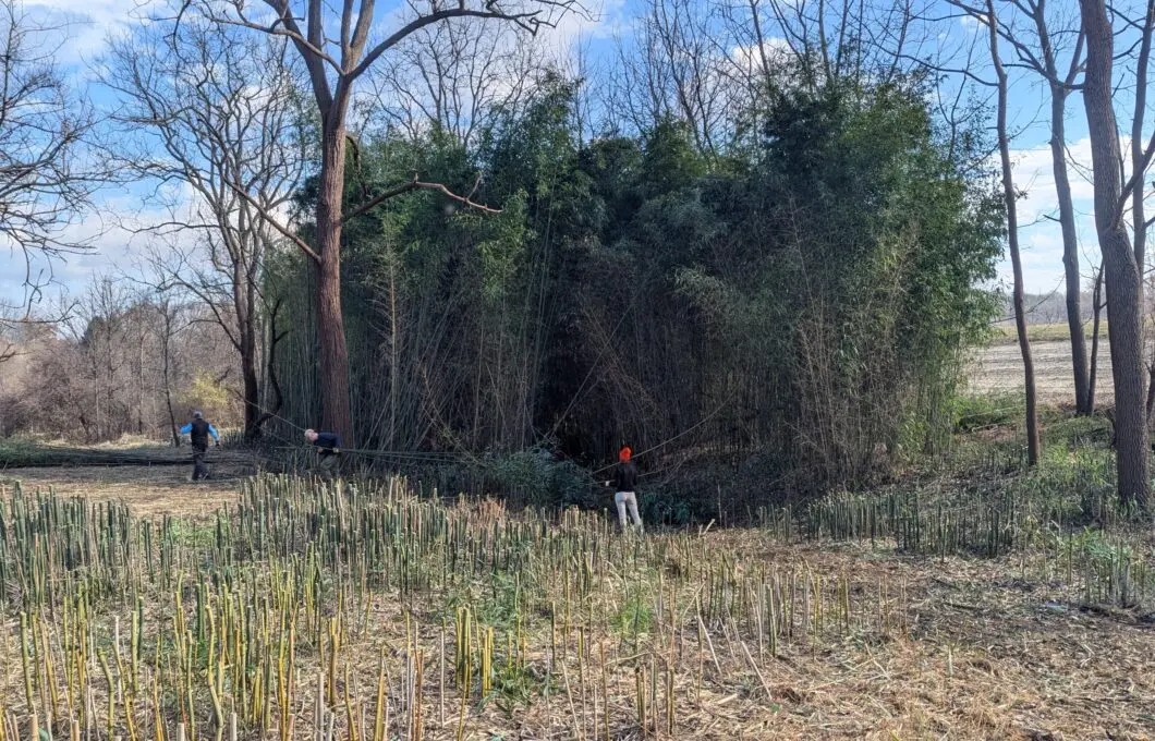 A large thicket of invasive bamboo with cut stalks in the foreground and volunteers working to cut more