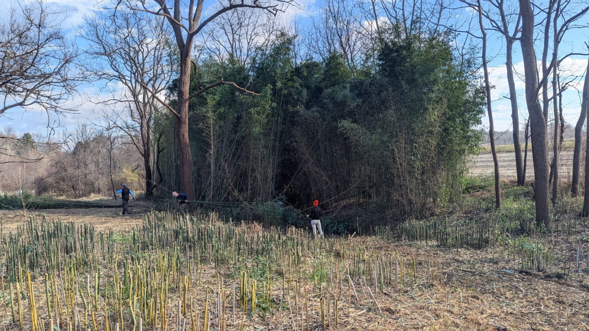 A large thicket of invasive bamboo with cut stalks in the foreground and volunteers working to cut more