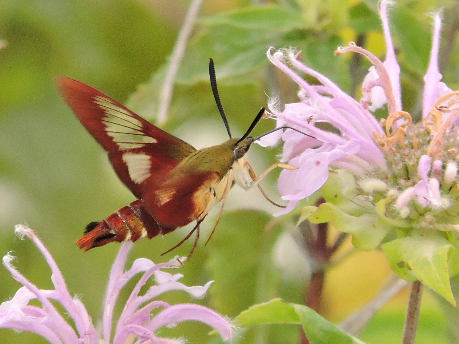 a moth that looks a bit like a hummingbird sipping nectar from a lavender-colored flower - Hummingbird moth on bergamot at Gwynedd Preserve.
