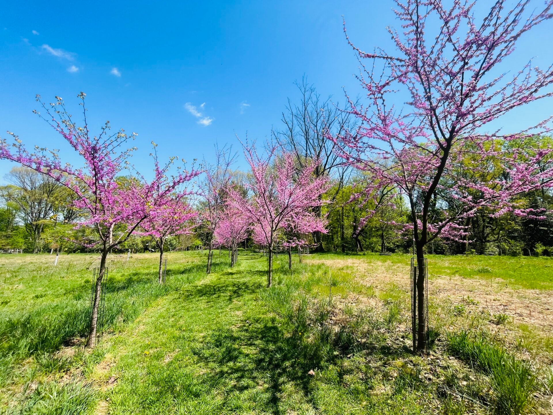 small trees with bright, magenta blooms line a mown, grassy trail - Bright, magenta blooms on eastern redbud trees in spring at Saunders Woods Preserve.
