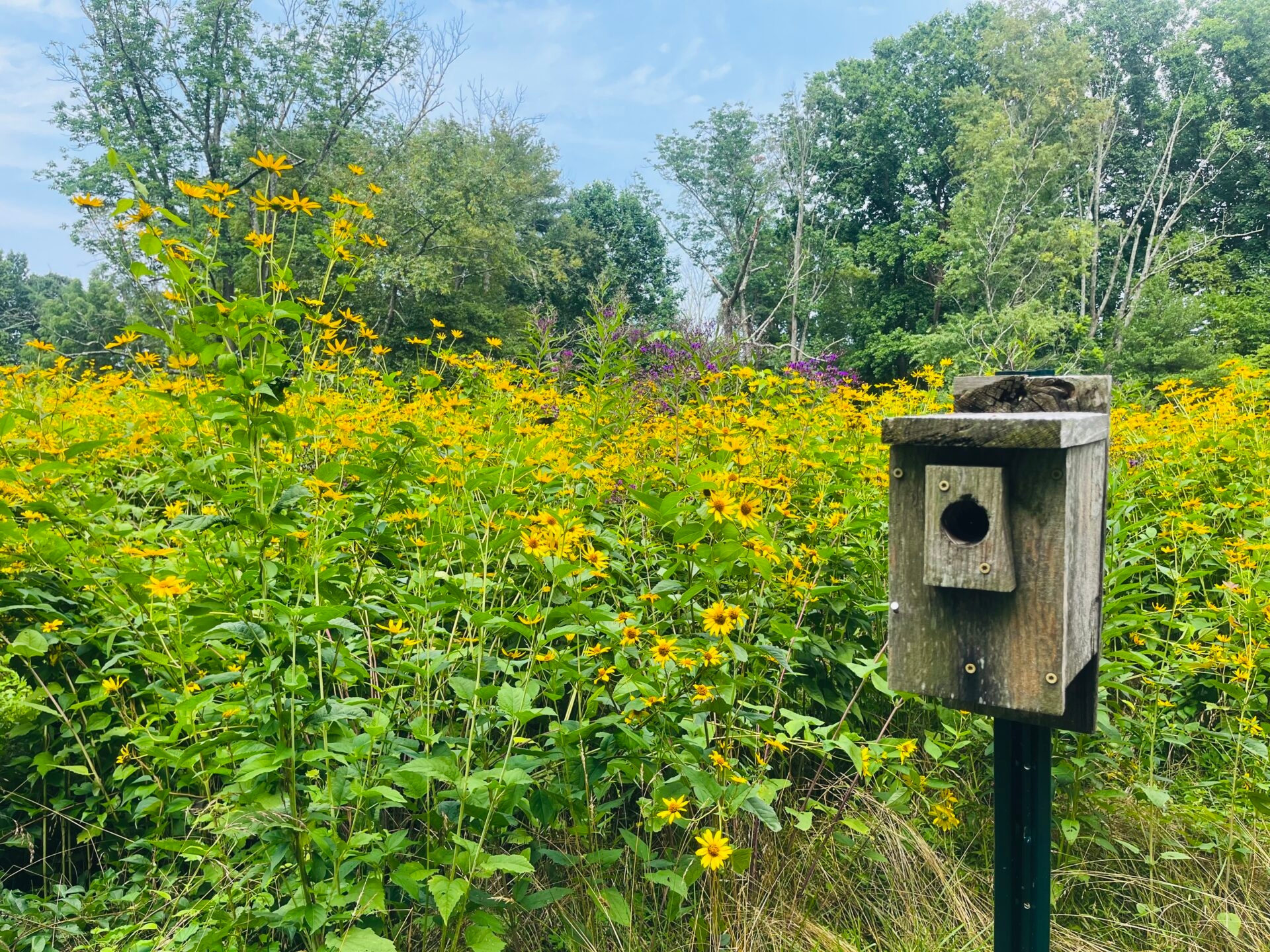 a large group of tall, bright, yellow flowers and a bird box - Bright, yellow flowers blooming in the meadow with a bird box in summer at Saunders Woods Preserve. 
