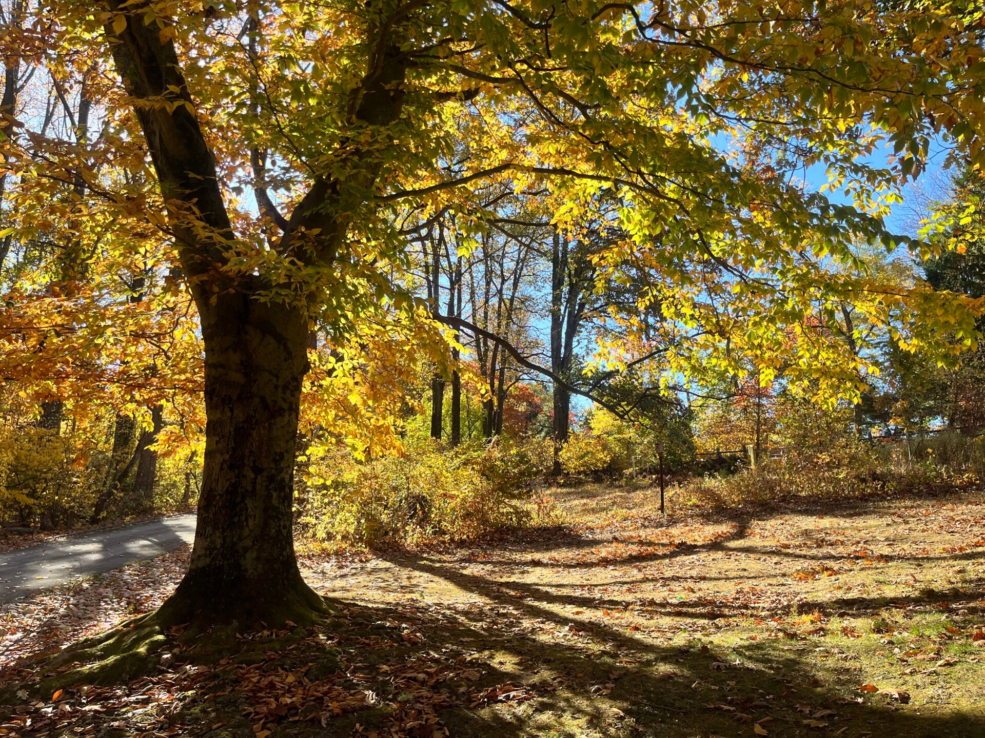 a tall tree with bright, yellow leaves casting a dramatic shadow on the ground - A tree with bright, yellow leaves casting a dramatic shadow in fall at Saunders Woods Preserve.
