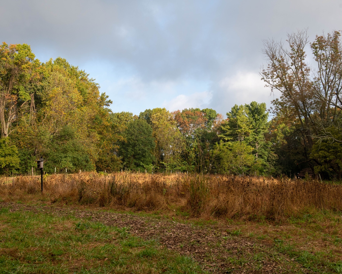 tall, brown grasses and plants in the foreground with trees with green and brown leaves in the background - The meadow along the forest edge at Saunders Woods Preserve in fall.
