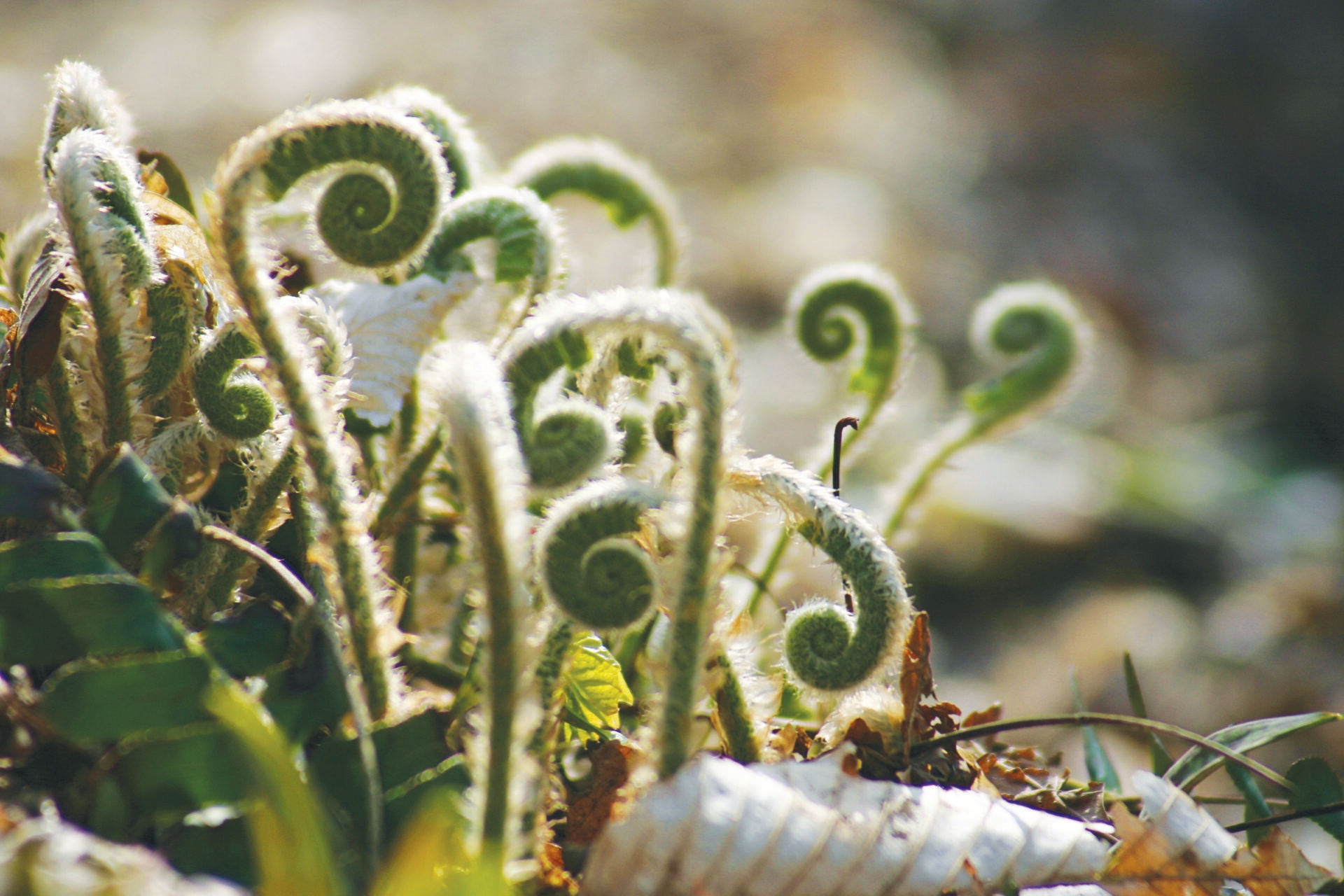 small green fiddleheads of a fern, the plant's curled up fronds, are illuminated by bright light in the forest - Fiddleheads of a fern beginning to uncurl on the forest floor at Saunders Woods Preserve in spring. 
