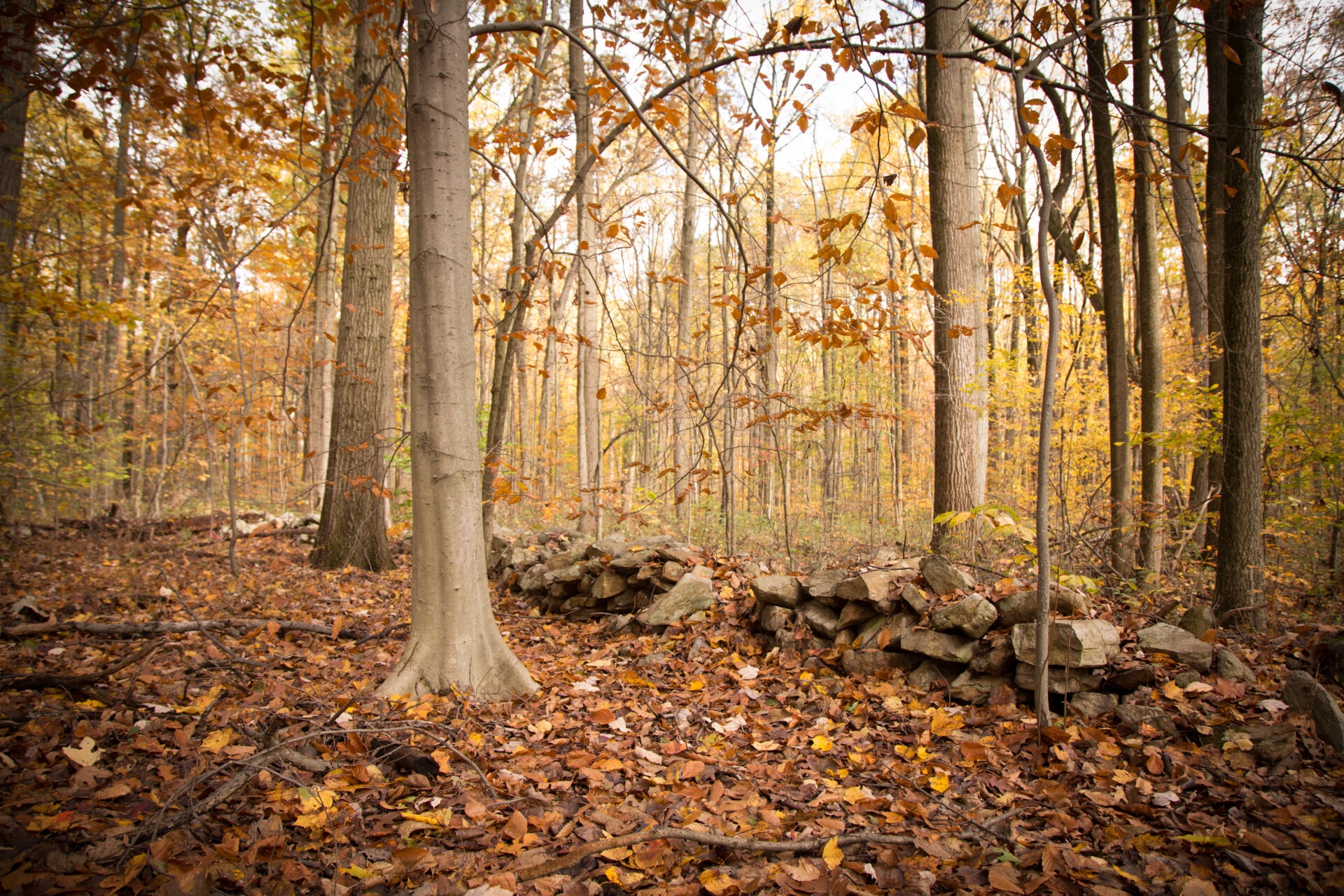 fallen leaves on a trail with a stacked stone wall and tall, then trees - Fallen leaves along a trail in the forest with a stacked stone wall at Sadsbury Woods in fall.
