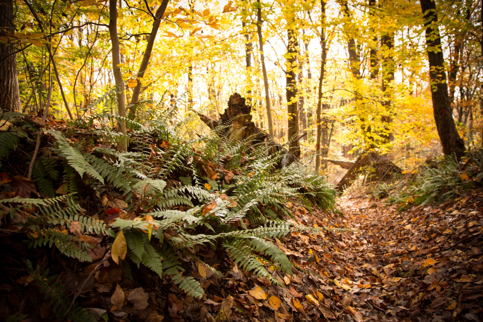 ferns and fallen leaves along a trail leading through a forest that has yellow leaves on the trees - Ferns and fallen leaves along a trail leading through the forest at Sadsbury Woods Preserve in fall.
