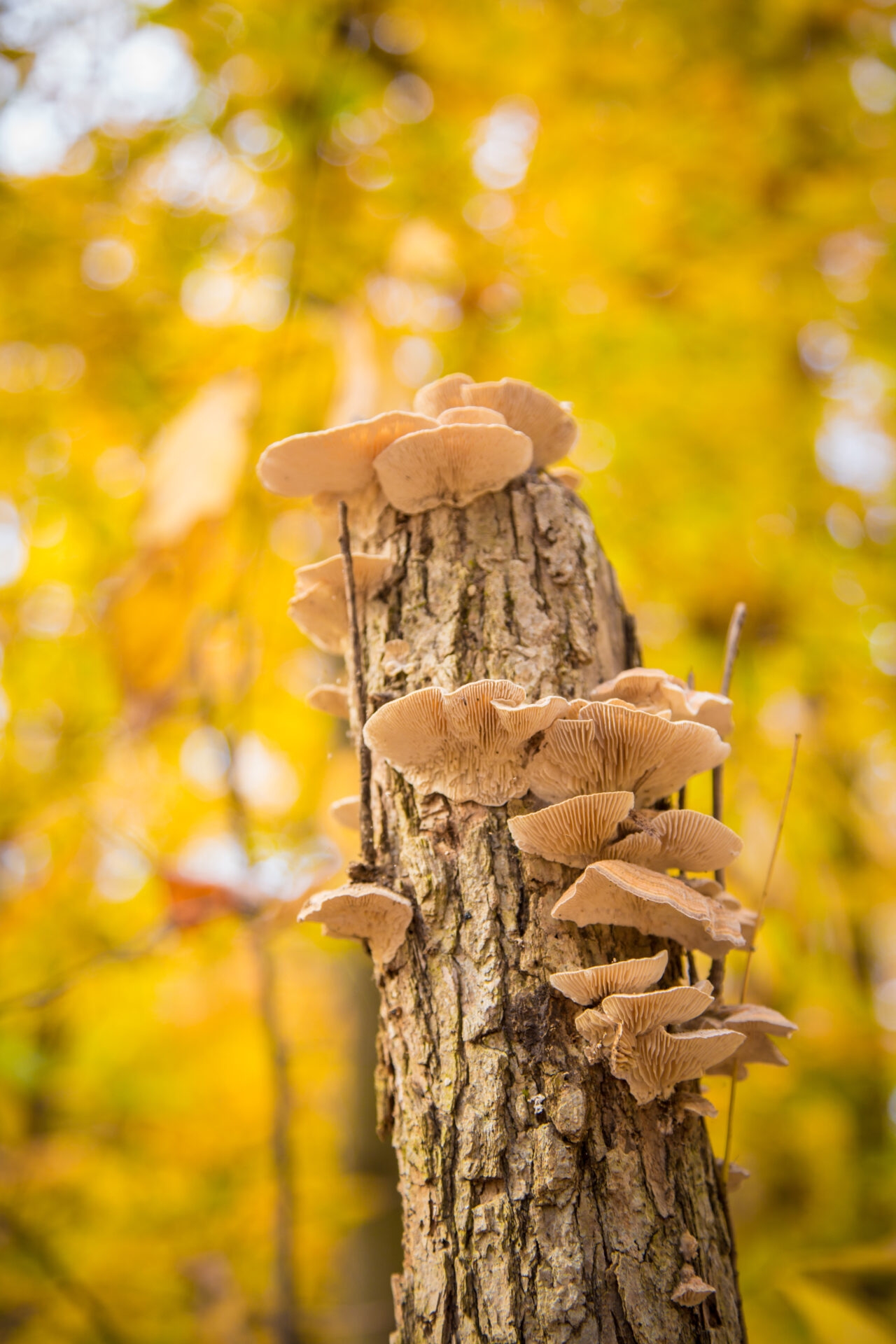 a standing dead tree with fungus growing on it with blurry, bright, yellow leaves in the background - Fungus growing on a standing dead tree at Sadsbury Woods in fall.
