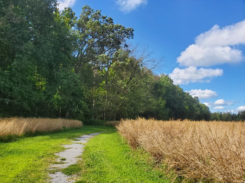 a grass and gravel trail leading through a field of dry grasses towards a green forest - A trail that leads through a field to the forest at Sadsbury Woods in summer.
