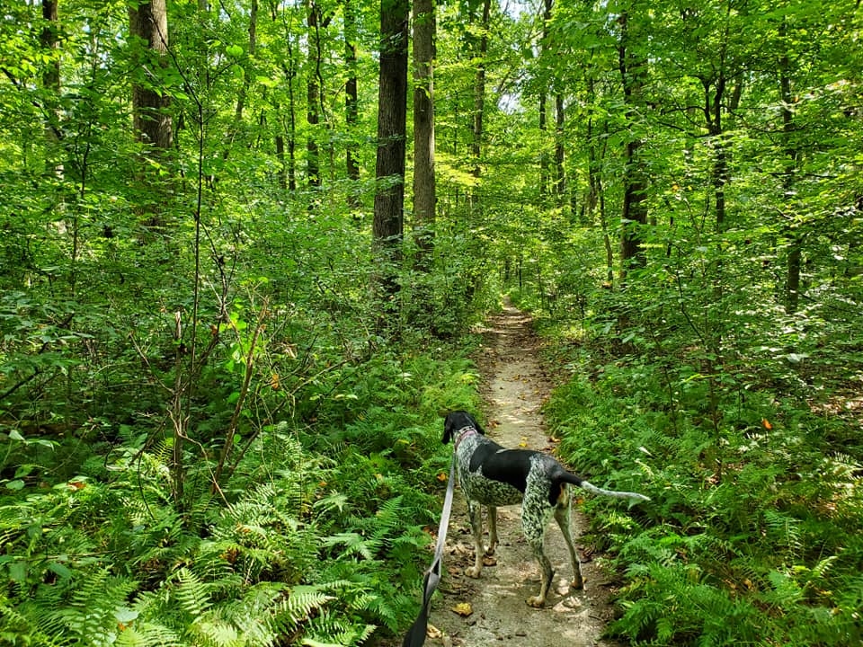 a dog on a leash along a trail leading through a lush, green forest with ferns - A dog on a leash along a shady trail that is edged in ferns at Sadsbury Woods in summer.
