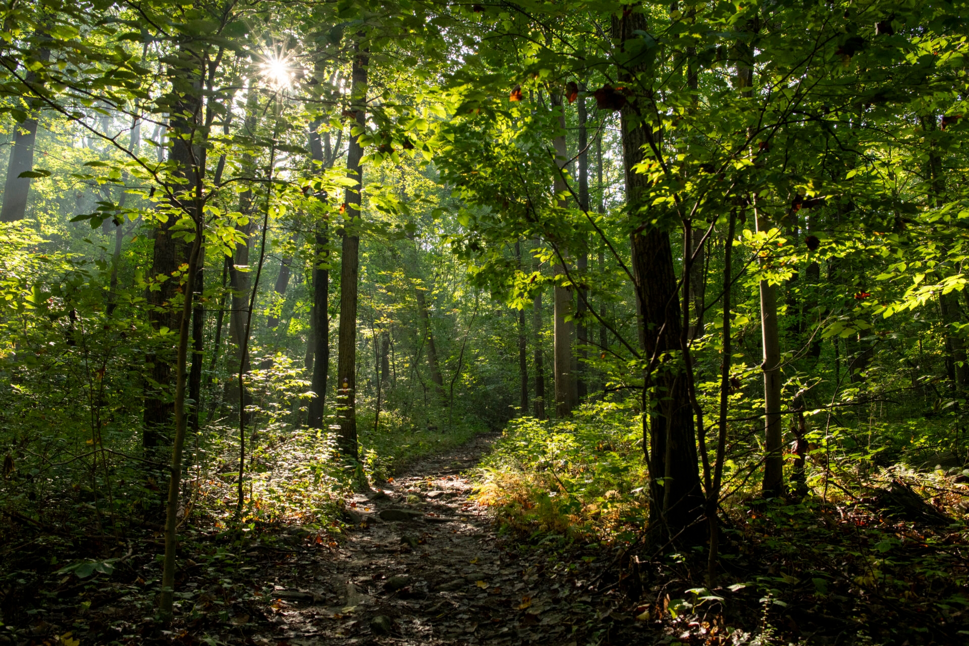 a trail leading through a dense forest with the sun peaking through the leaves - The sun peaking through the leaves in the dense forest at Sadsbury Woods in late summer.
