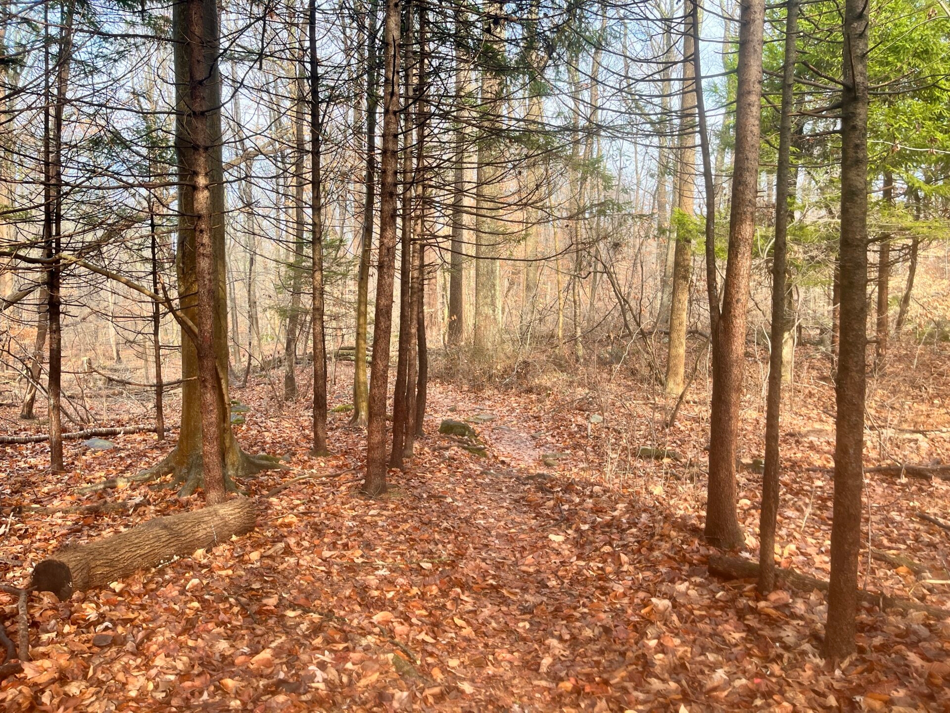 leaves on a trail that leads through tall, thin trees - Leaves along the trail in winter at Stone Hills Preserve.
