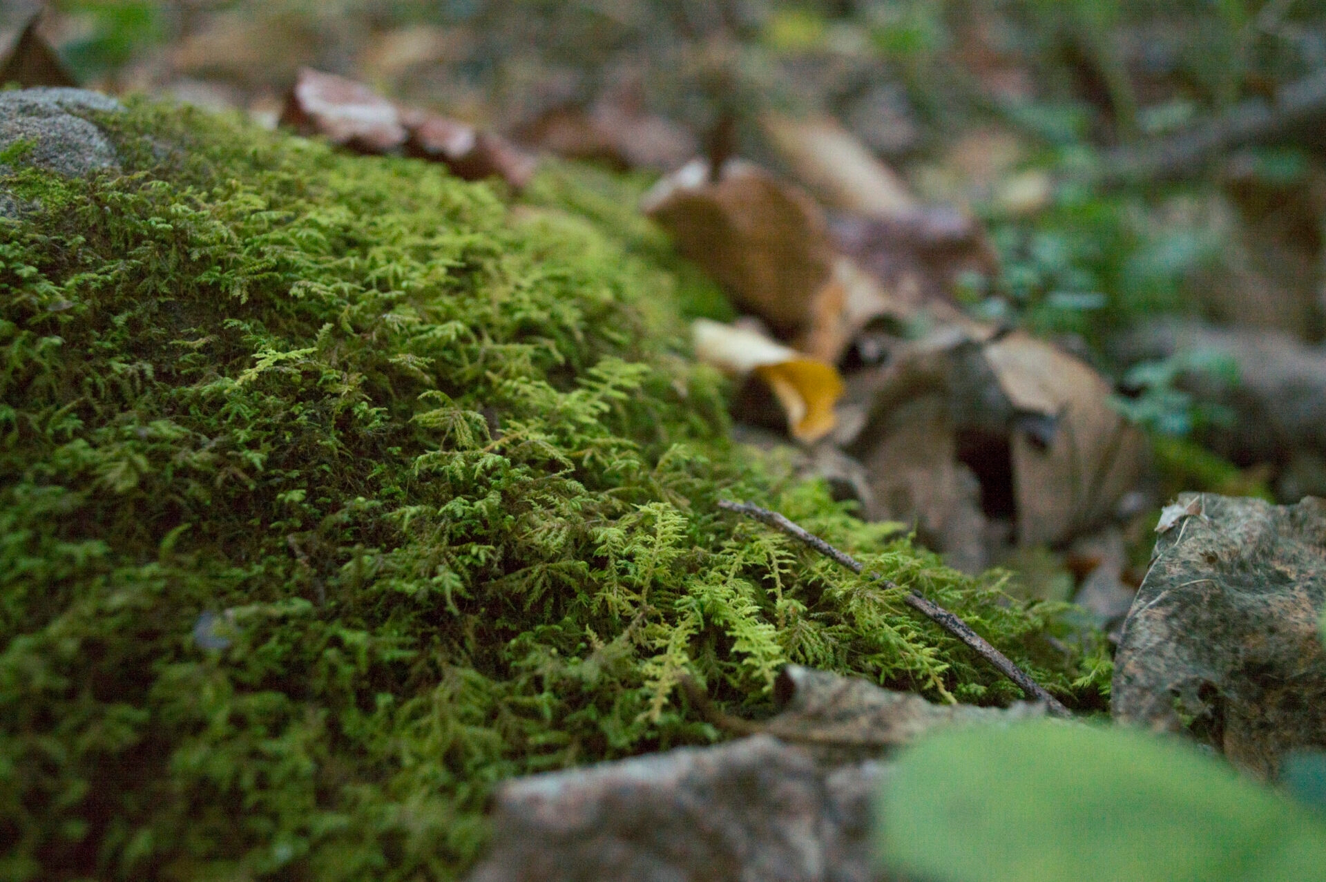 a close-up of green moss on the ground - Moss along the ground at Stone Hills Preserve in fall.
