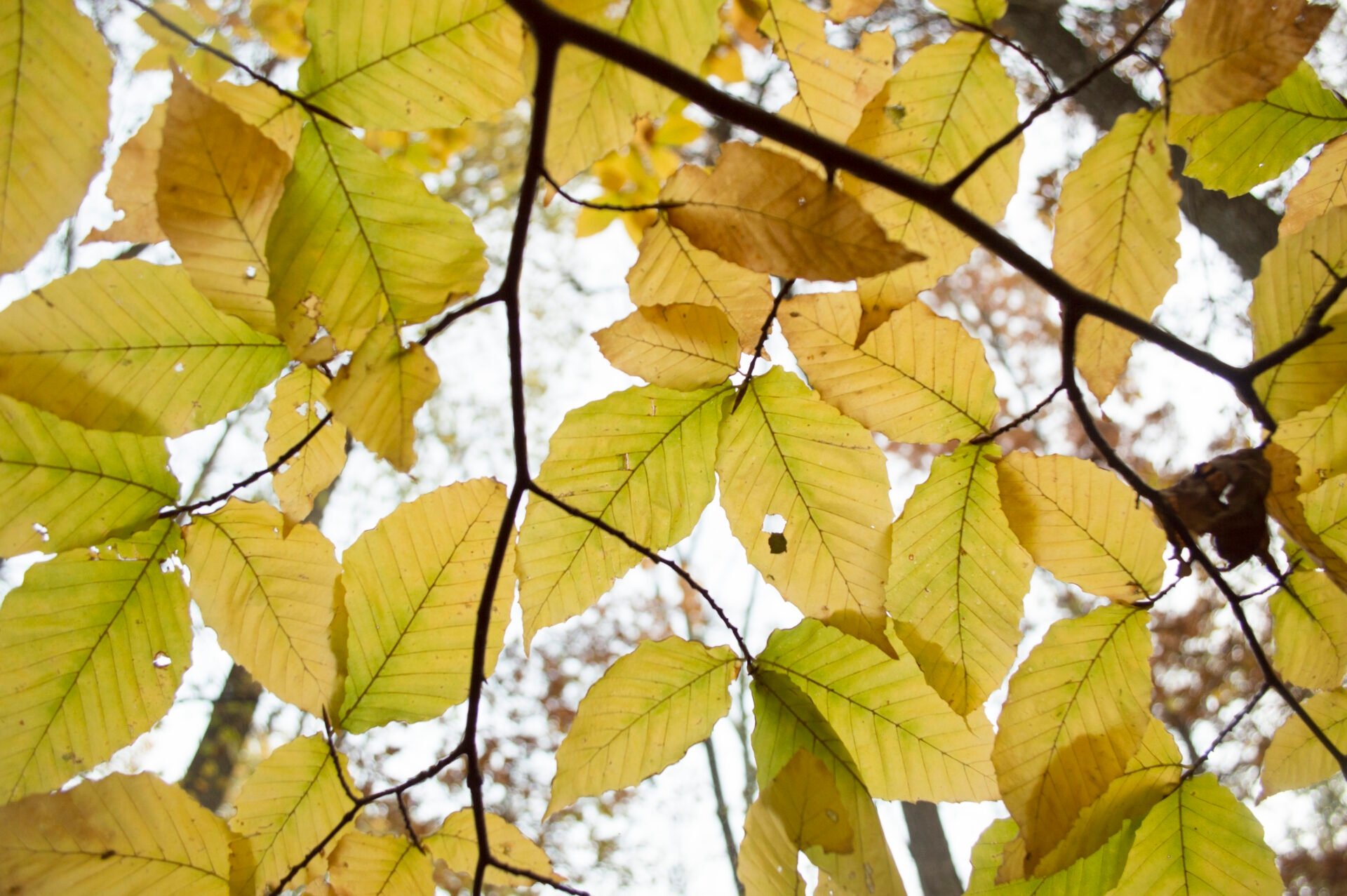 a close-up of elongated, yellow leaves on a tree - Yellow leaves in fall at Stone Hills Preserve.
