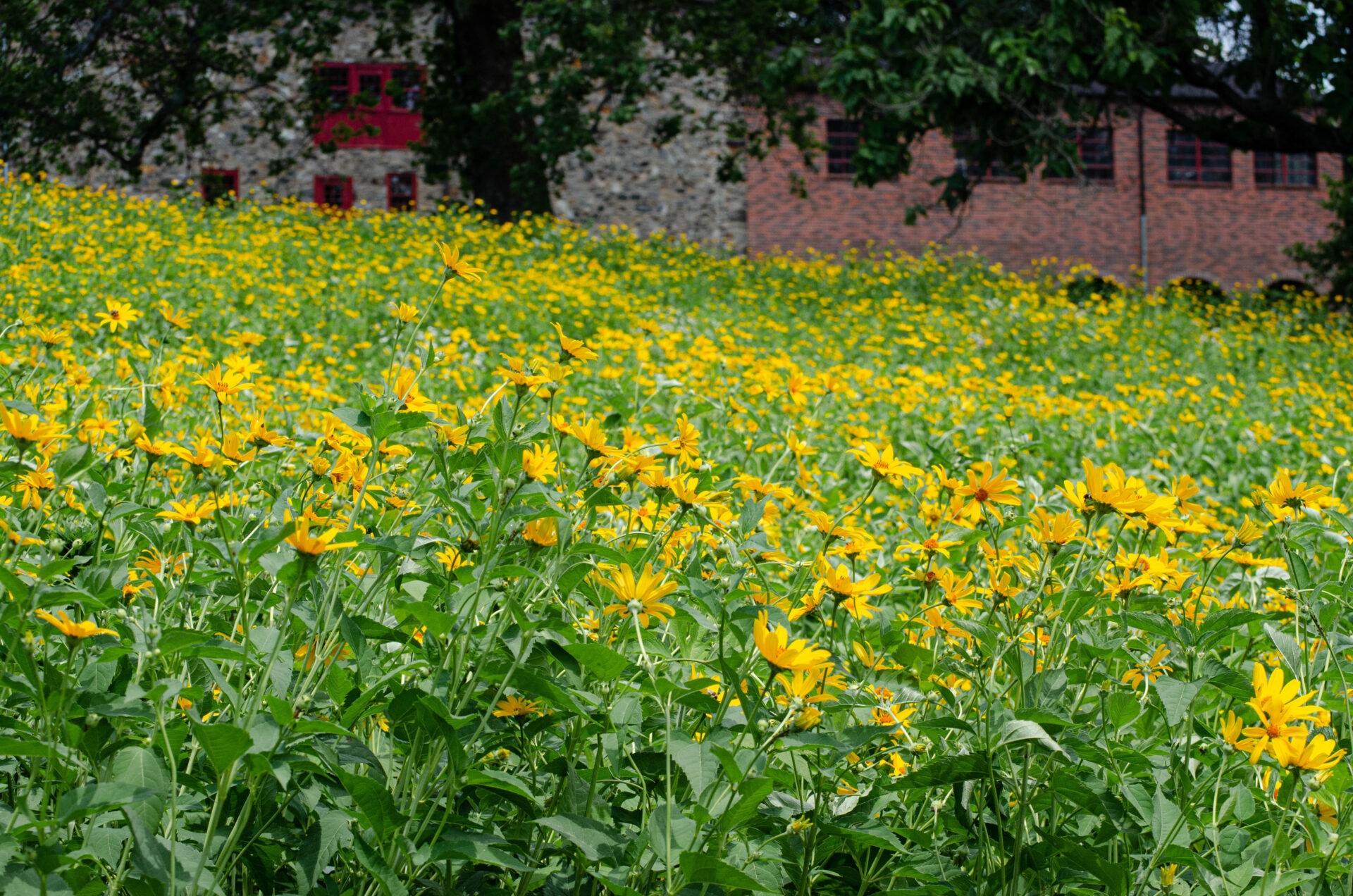 a mass of yellow flowers with a stone building in the background - A field of bright, yellow sunflowers in bloom in summer at Stroud Preserve.
