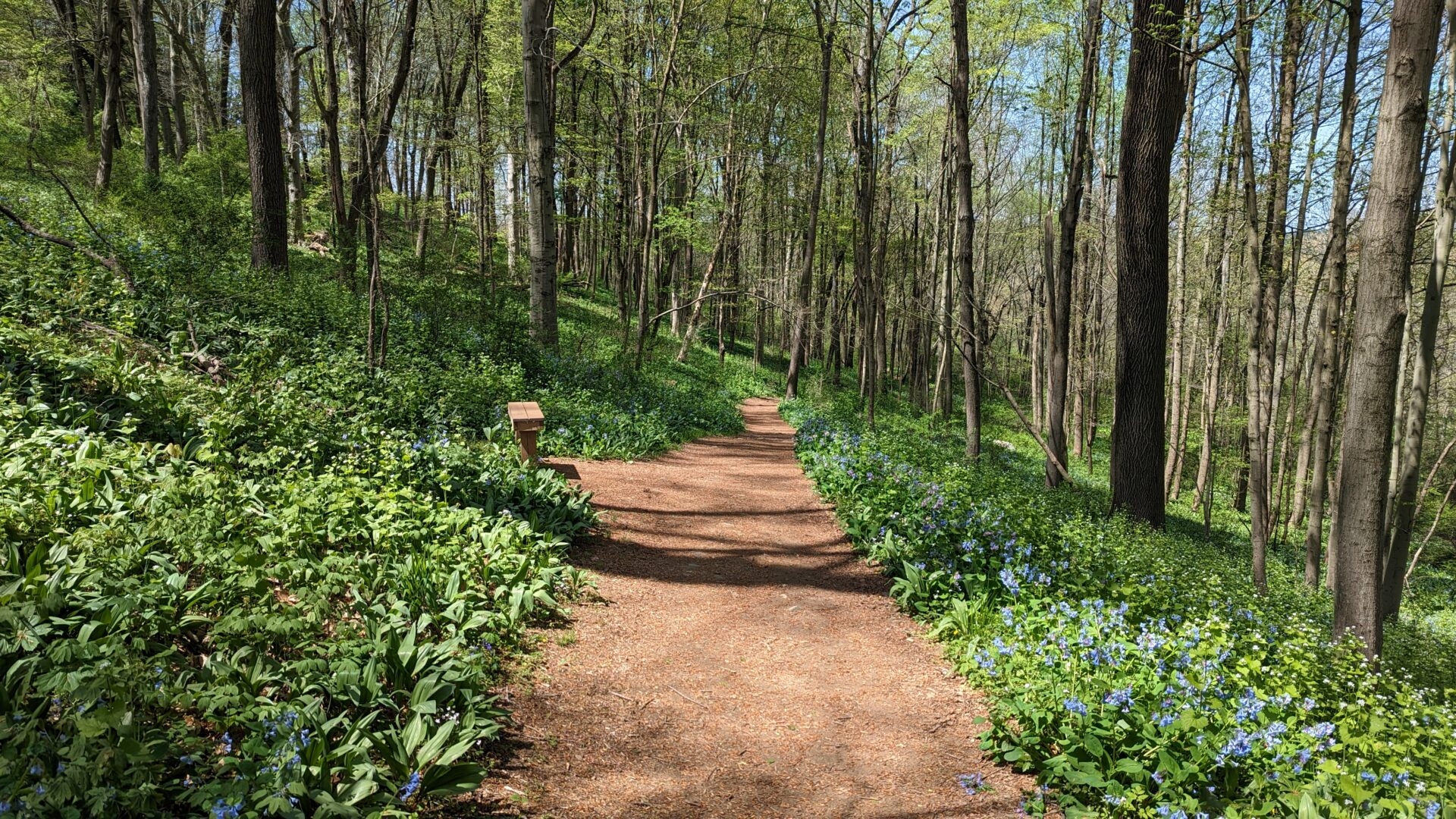 Photo by Jarrod Shull
 - Virginia bluebells blooming along a woodland path with a bench in spring at Stroud Preserve. 
