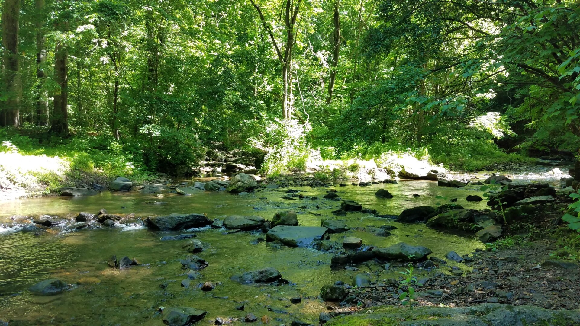 a creek with rocks in it surrounded by a forest of trees with green leaves - Rocky Run Creek surrounded by trees at Wawa Preserve in spring.
