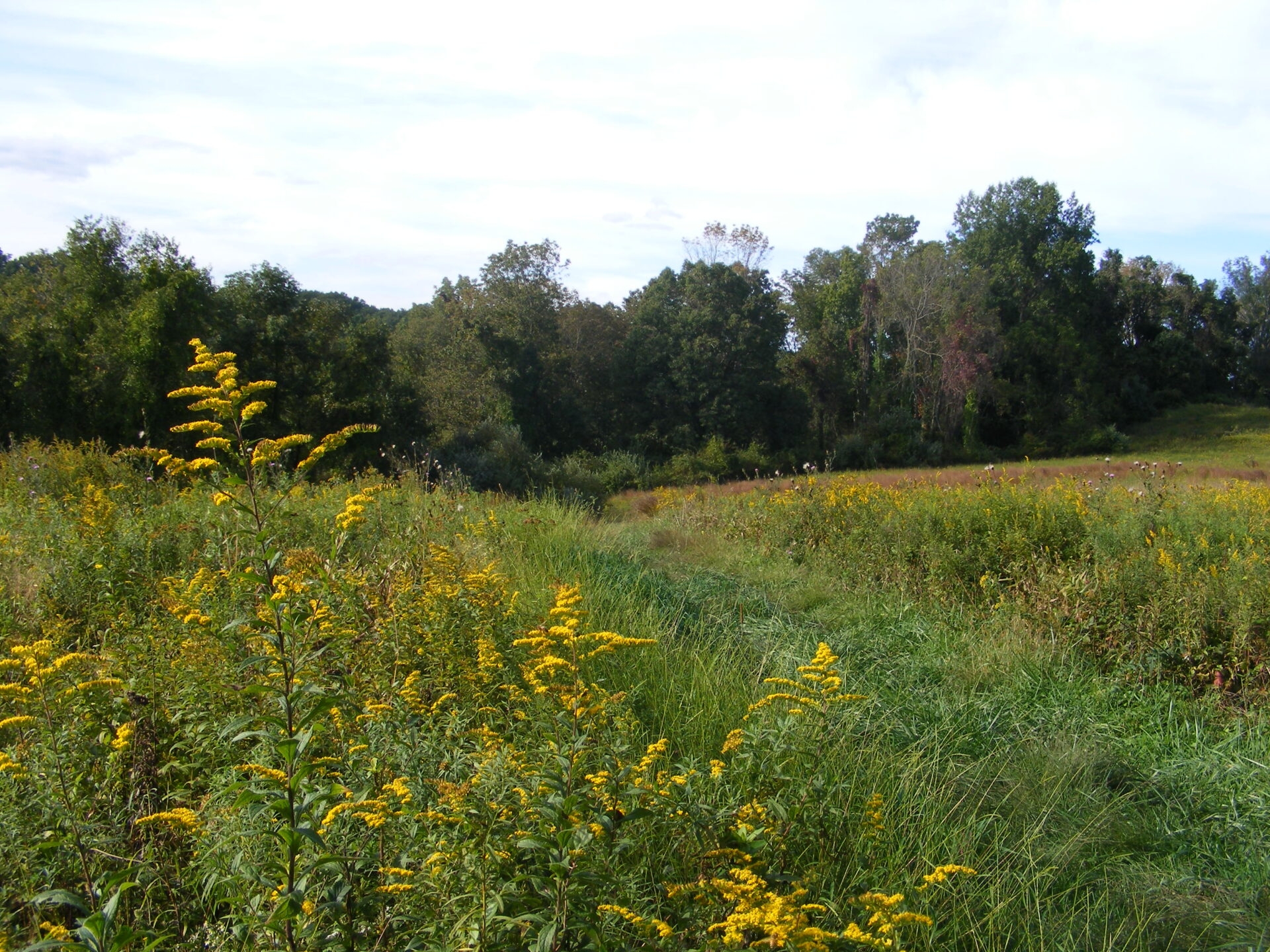 a field of tall grasses with some yellow flowers with trees on the horizon - The yellow flowers of goldenrod blooming in the meadow at Wawa Preserve in summer.
