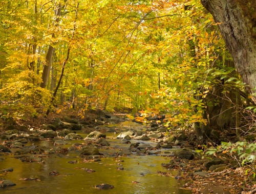 a creek with some rocks surrounded by trees with bright, yellow leaves - Bright, yellow leaves on the trees along Rocky Run Creek at Wawa Preserve in fall.
