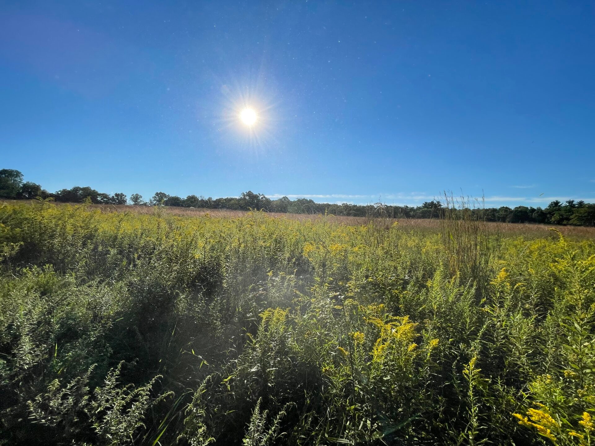 a field of yellow flowers, a bright, blue sky, and a beaming sun - The sun shining brightly on a meadow filled with yellow goldenrod flowers at Willisbrook Preserve in late summer. 
