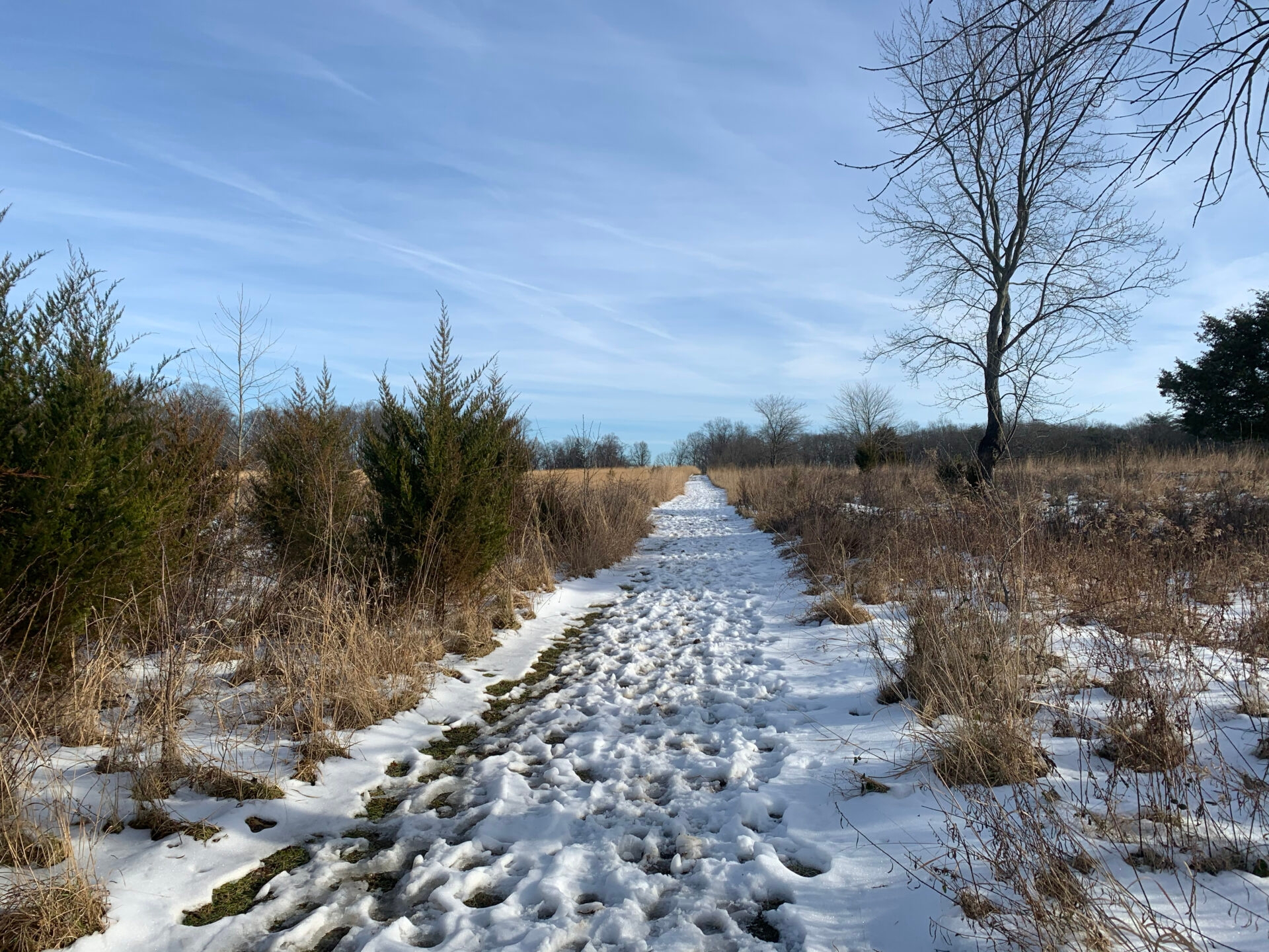 footprints on a snow-covered trail that cuts through a field of tall, brown grasses with a blue sky - Footprints on a snow-covered a trail at Willisbrook Preserve in winter.
