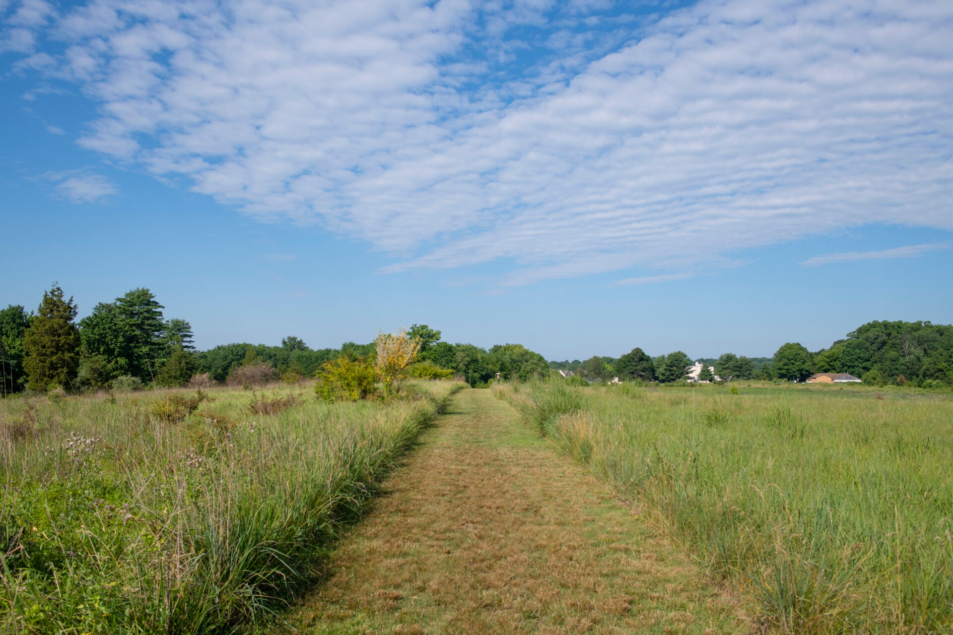 a mown, grassy path through a field of tall grasses and a bright blue sky - A mown path through a field of tall grasses and a bright blue sky at Willisbrook Preserve in summer.
