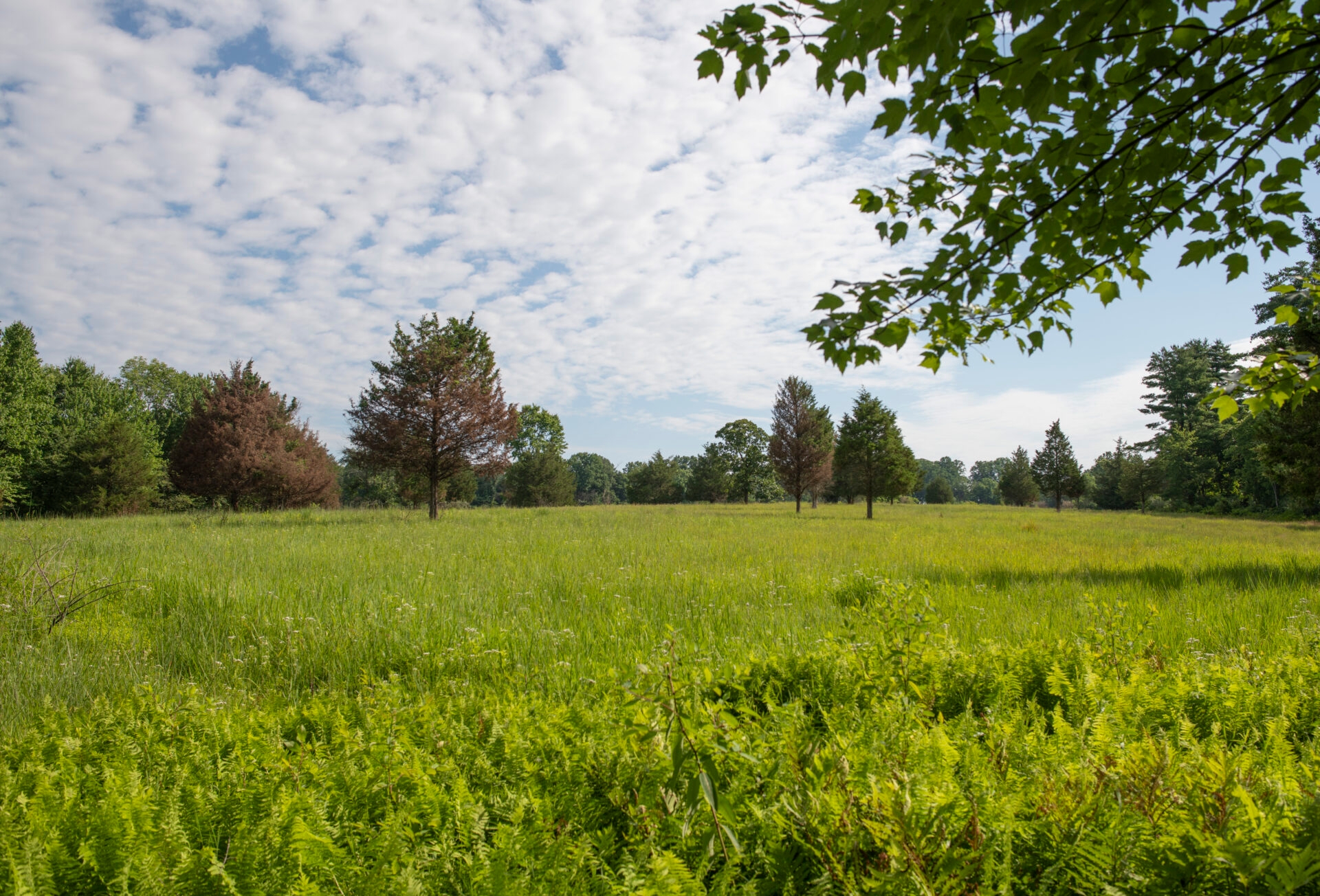 a large field with tall grasses spotted with a few trees on a cloudy day - A summertime view across a field at Willisbrook Preserve.
