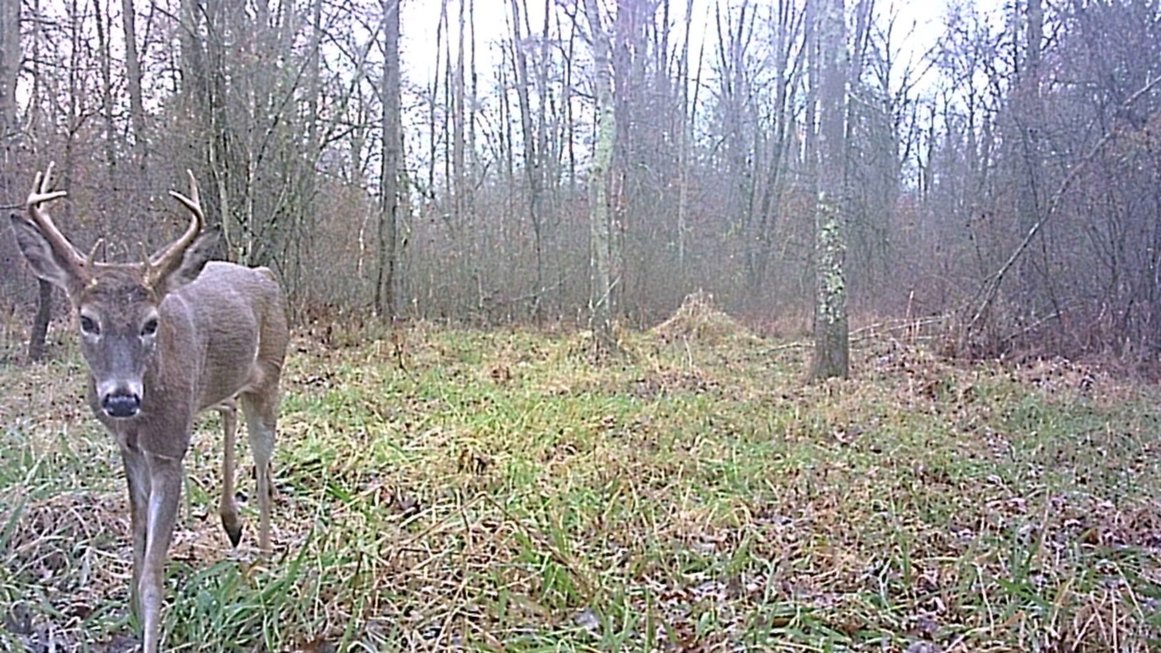 trail camera photo of a deer