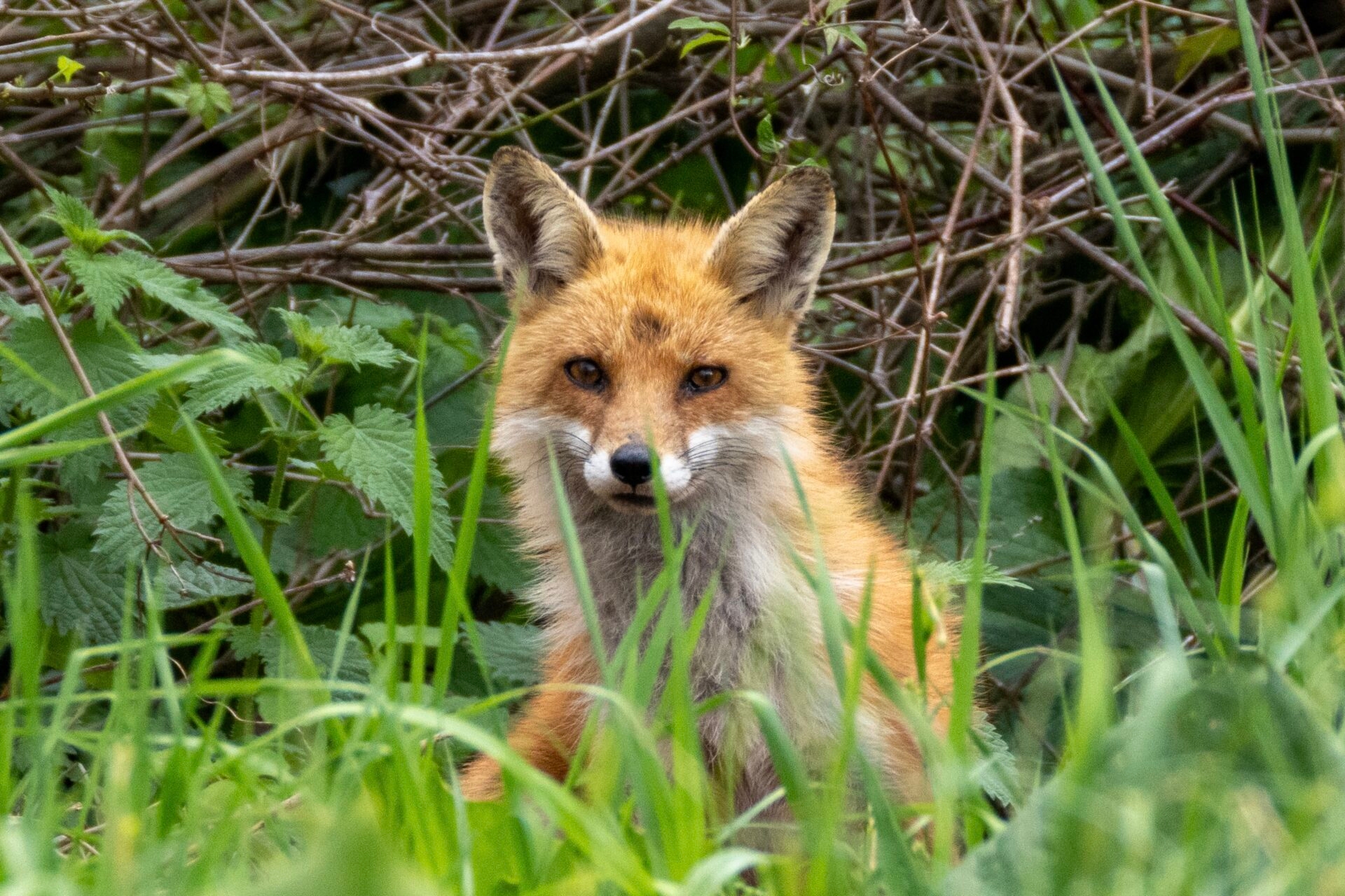 Photo by Kevin Kelleher
 - A fox spotted at Stroud Preserve in spring.
