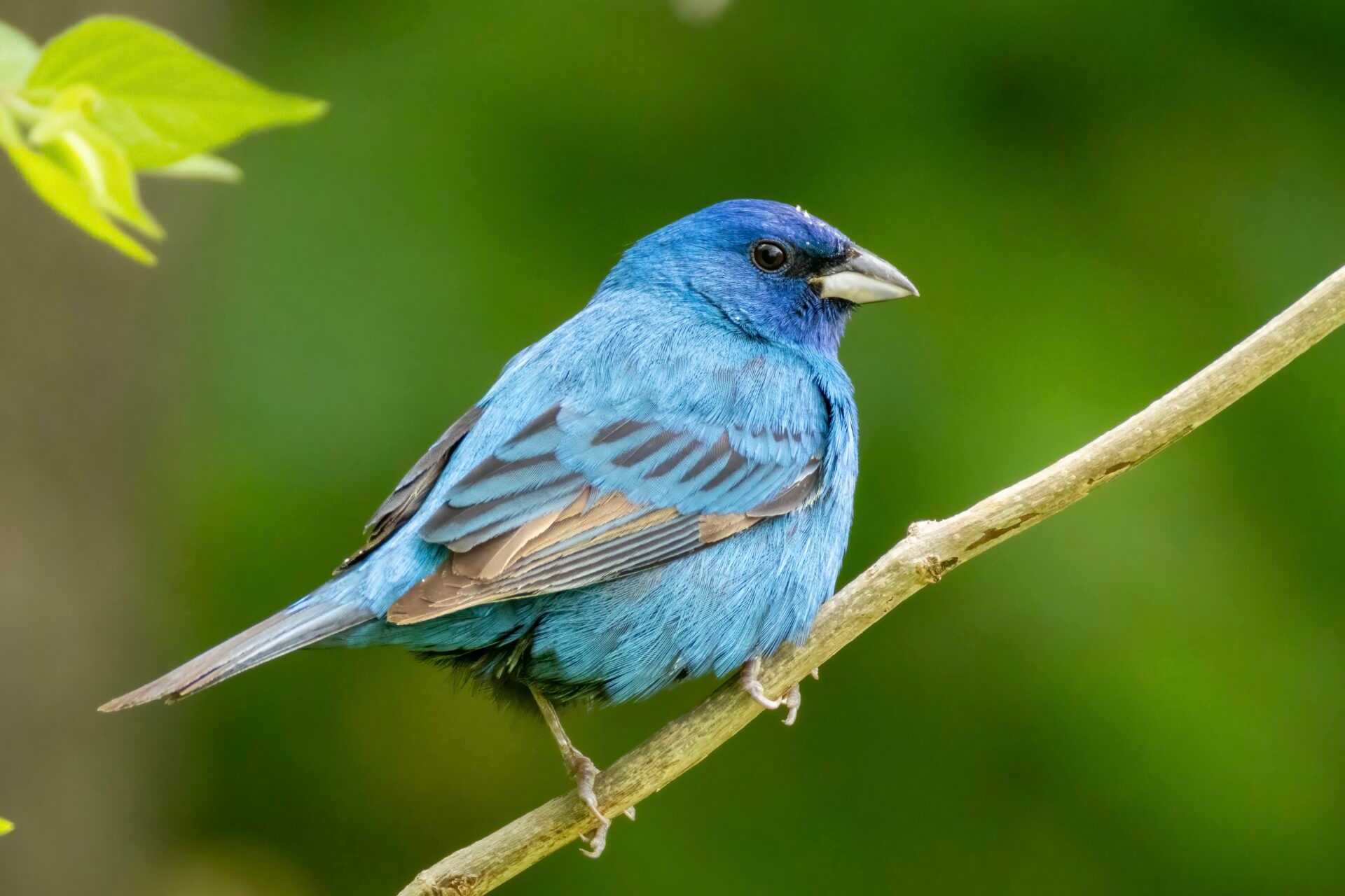 Photo by Kevin Kelleher
 - Indigo Bunting at Stroud Preserve in spring.
