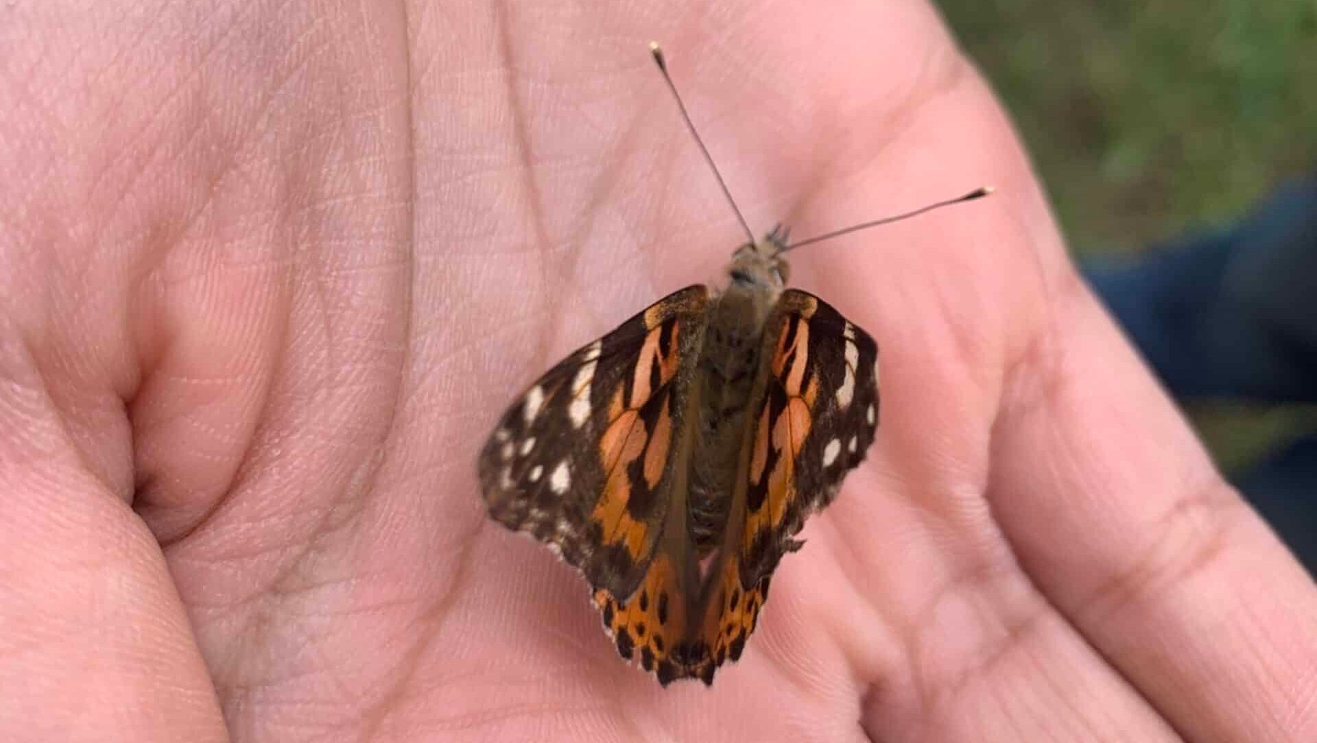 A hand holding a Painted Lady butterfly