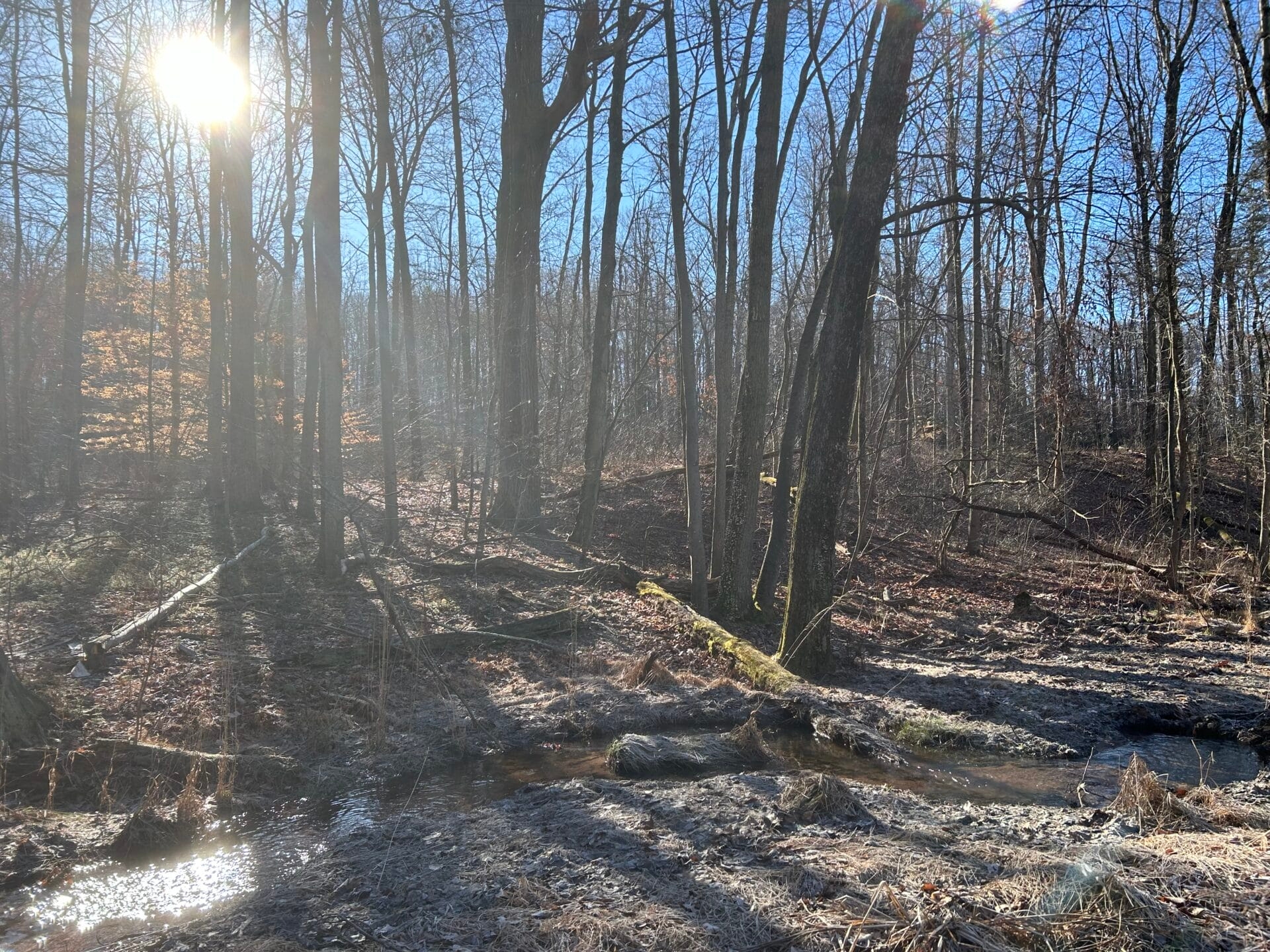 The sun glints through bare trees in a forest through which a stream flows.