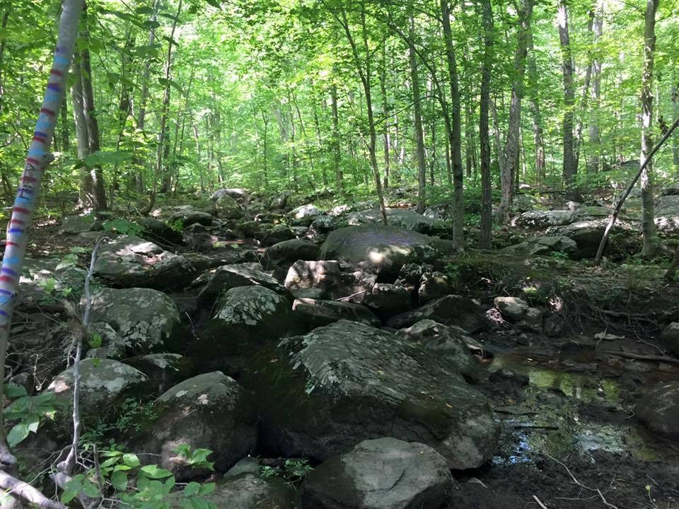 A green forest with a floor of large grey stones.