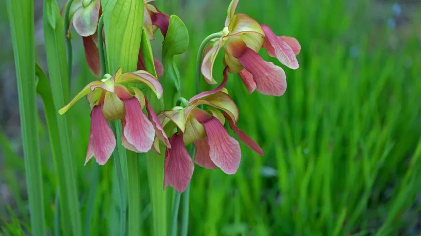 unusual flowers with petals casting downwards