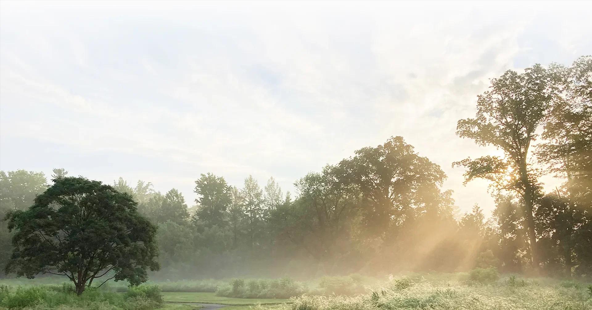 Sun casting across a foggy meadow with a path and trees