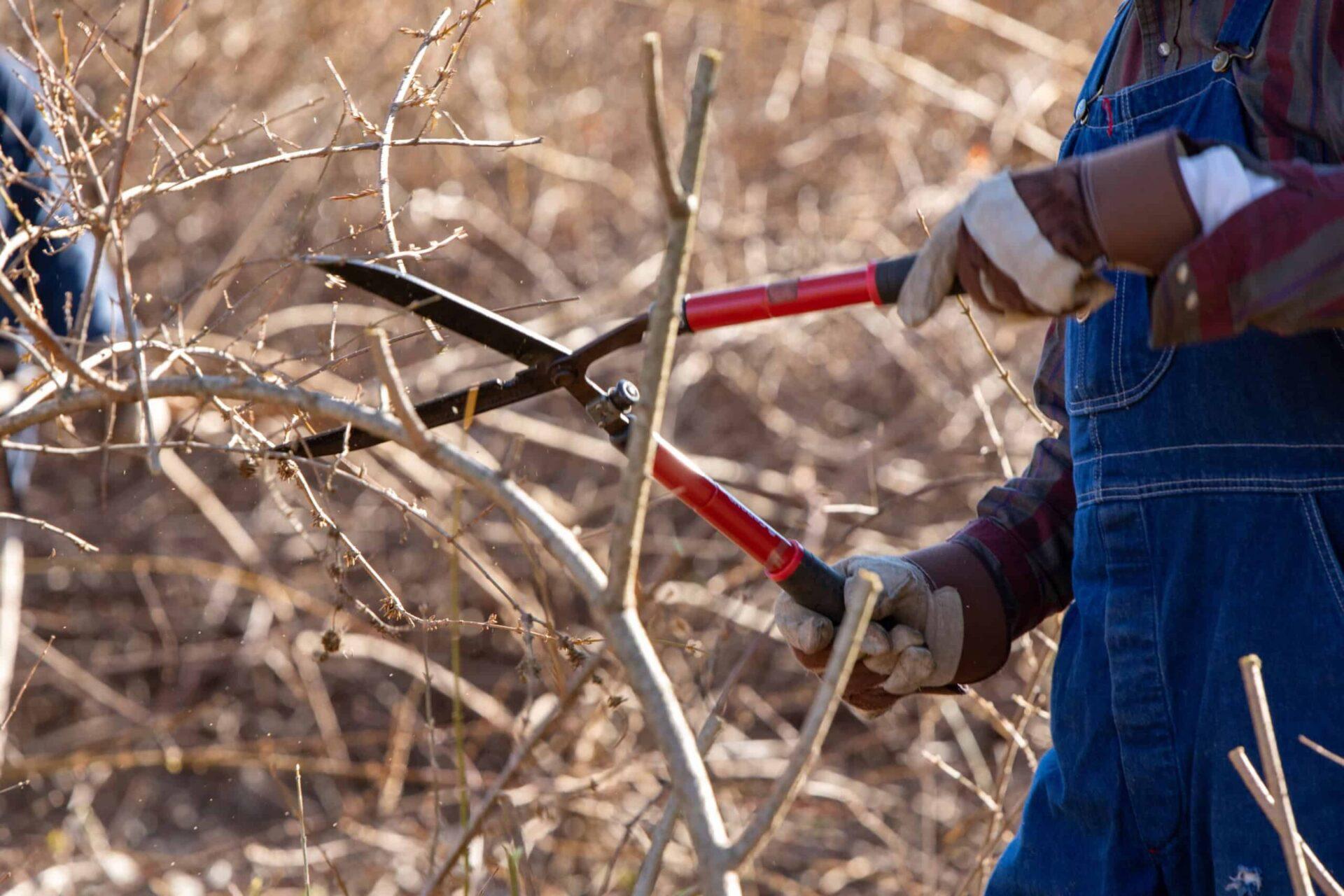 A person in work gloves uses large pruners to clip a dried plant.