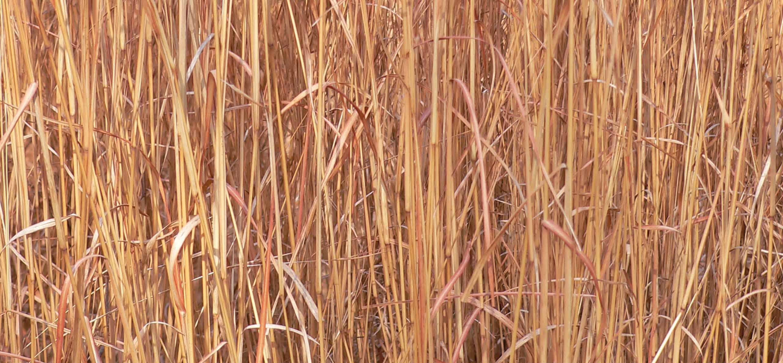 stems of dried wild grasses