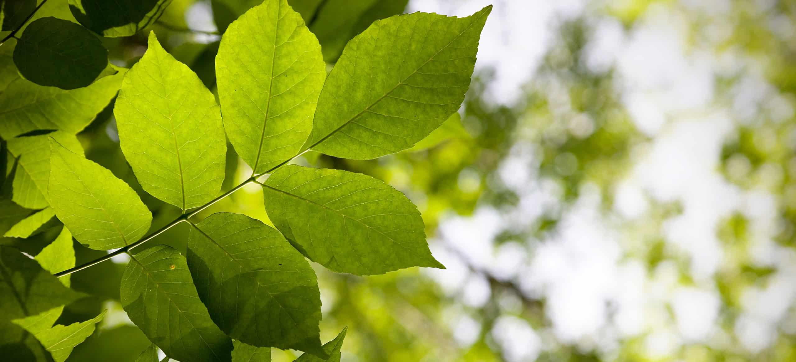 Multiple leaves of a white ash tree