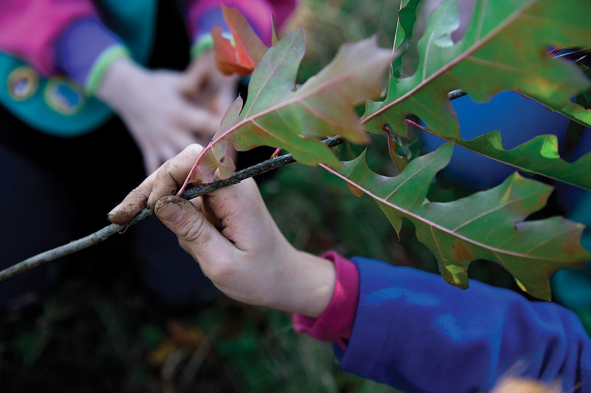 Two children's hands hold the trunk of a tiny oak seedling as they plant it.