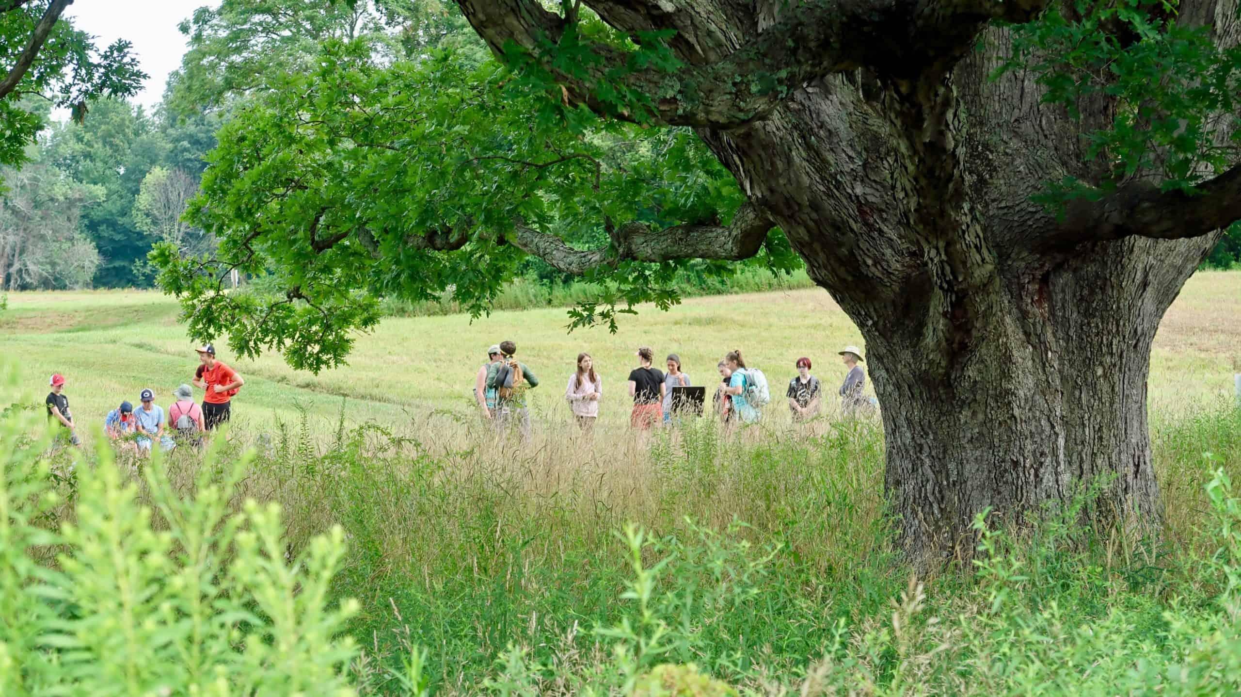 A group of hikers travel along a grassy trail near a towering tree