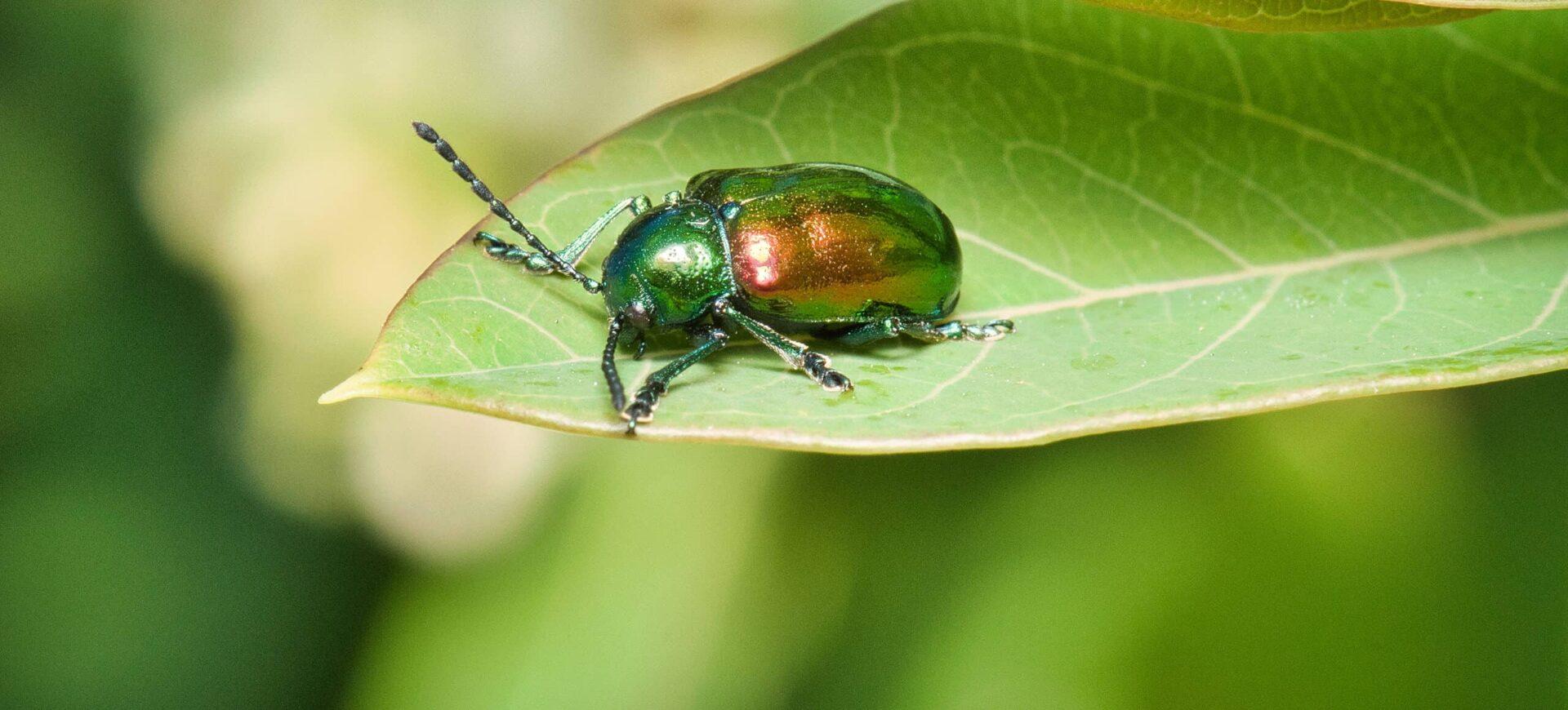 close up of a green beetle on green leaf