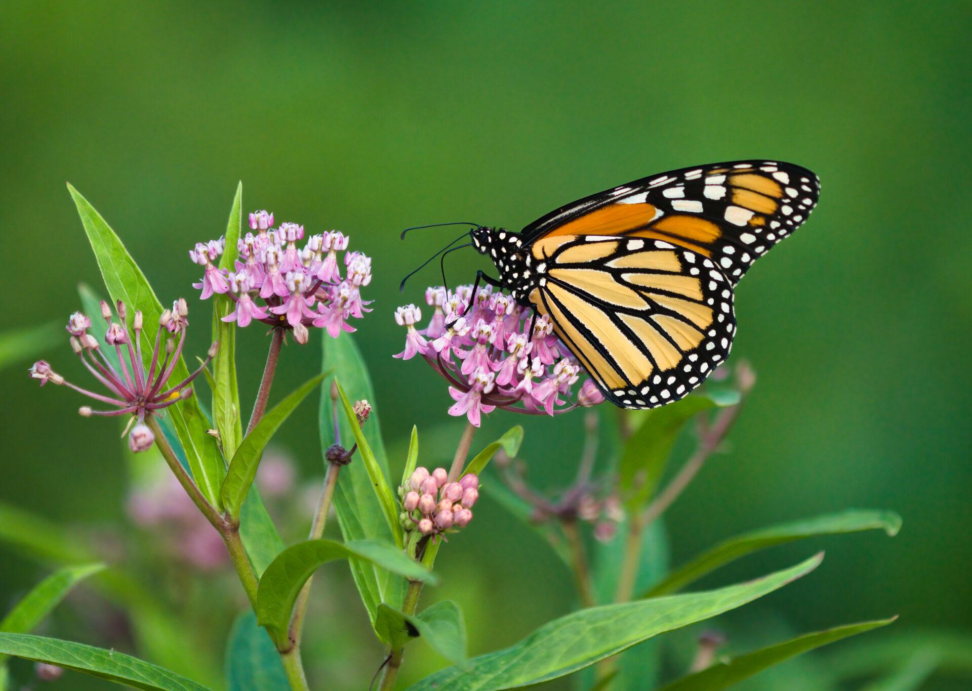 A Monarch Butterfly on the pink flower of swamp milkweed in summertime