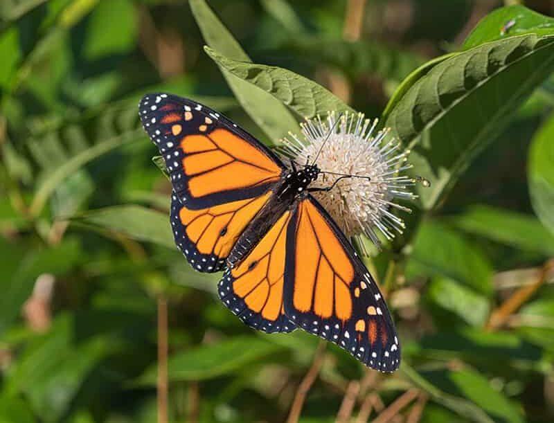 an orange and black monarch butterfly feeds on a the spiky white bloom of a buttonbush