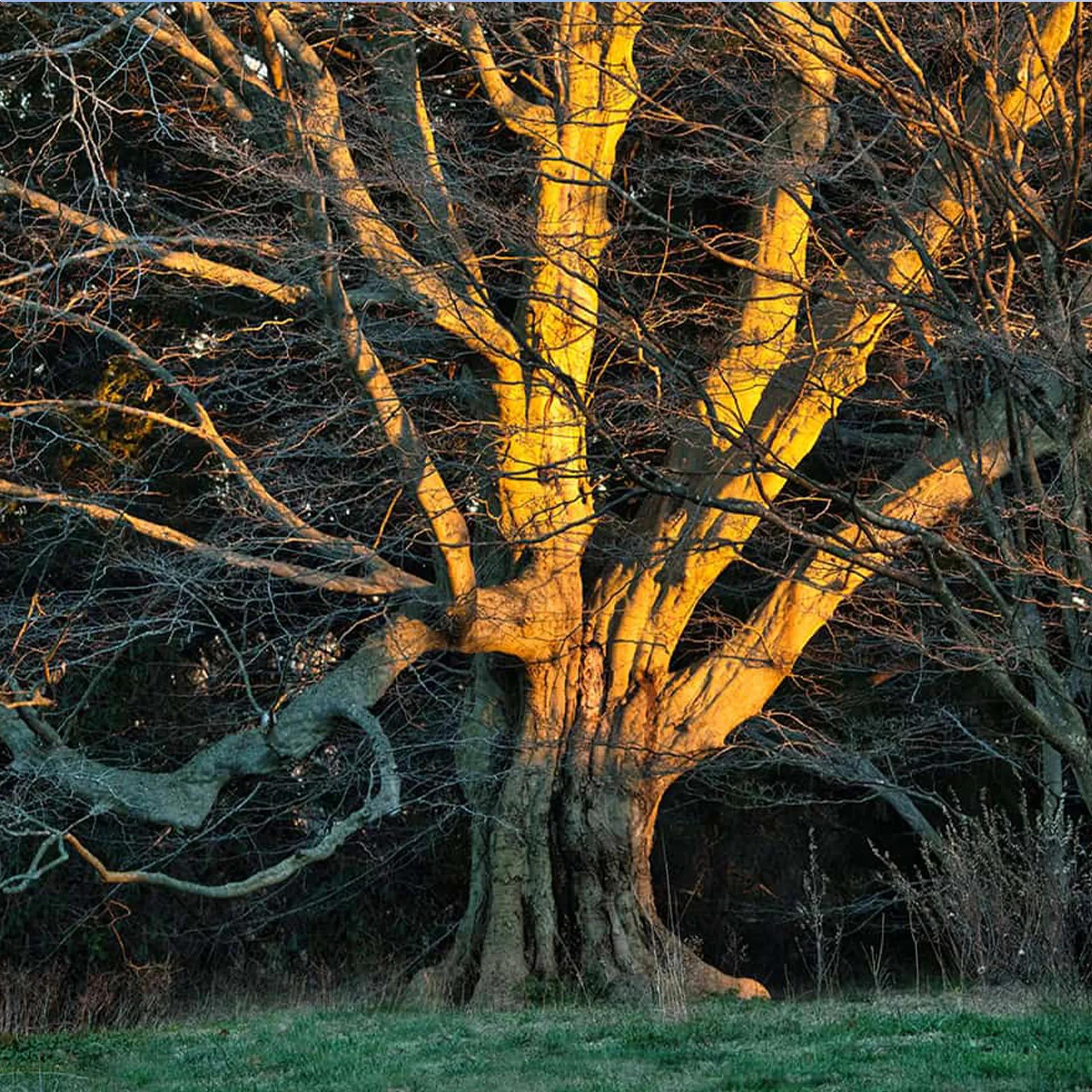 A bare deciduous tree with illuminated by bright sunlight