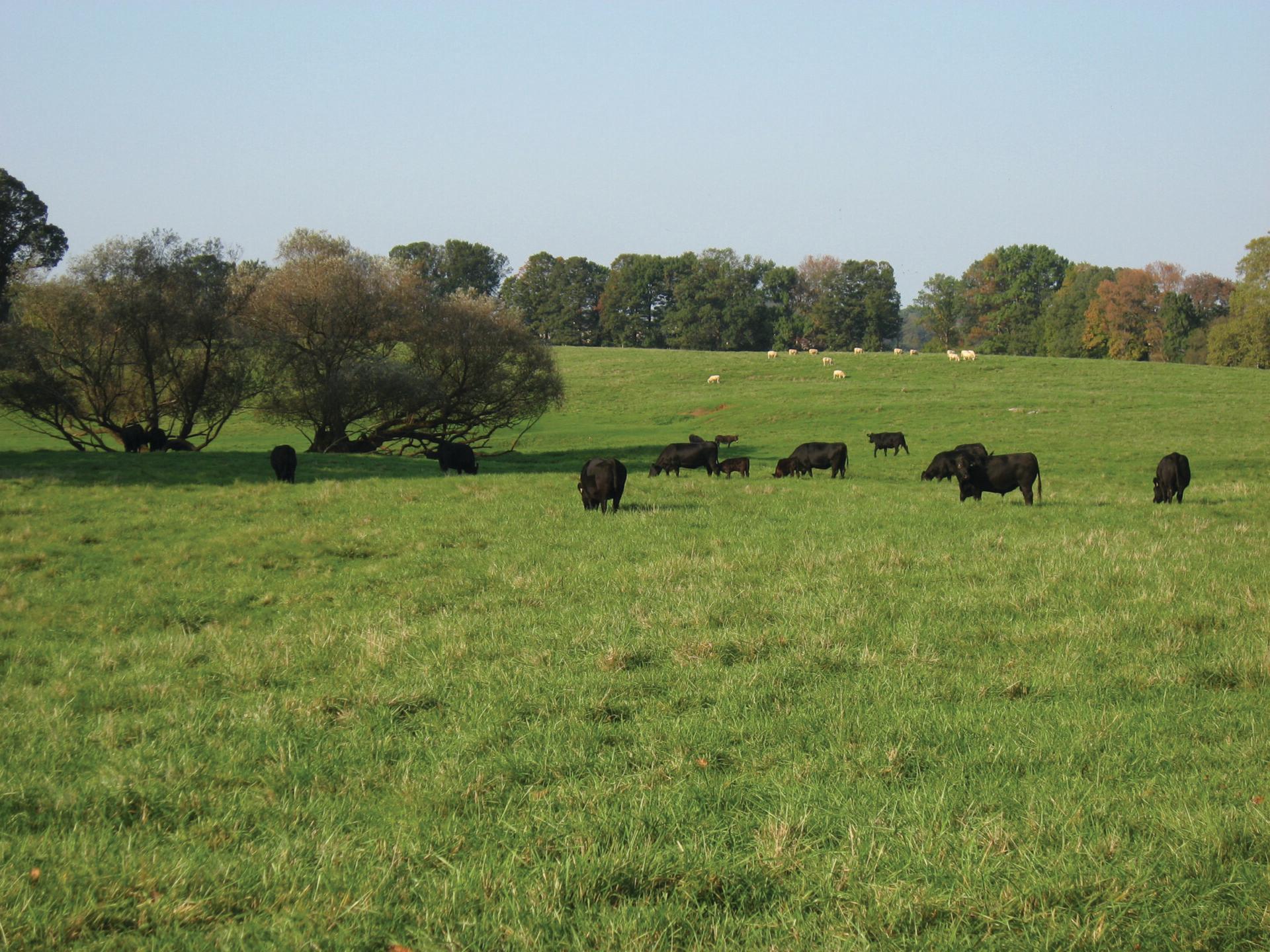 A herd of black cows graze in a green meadow with a few trees in the background and a blue sky above.