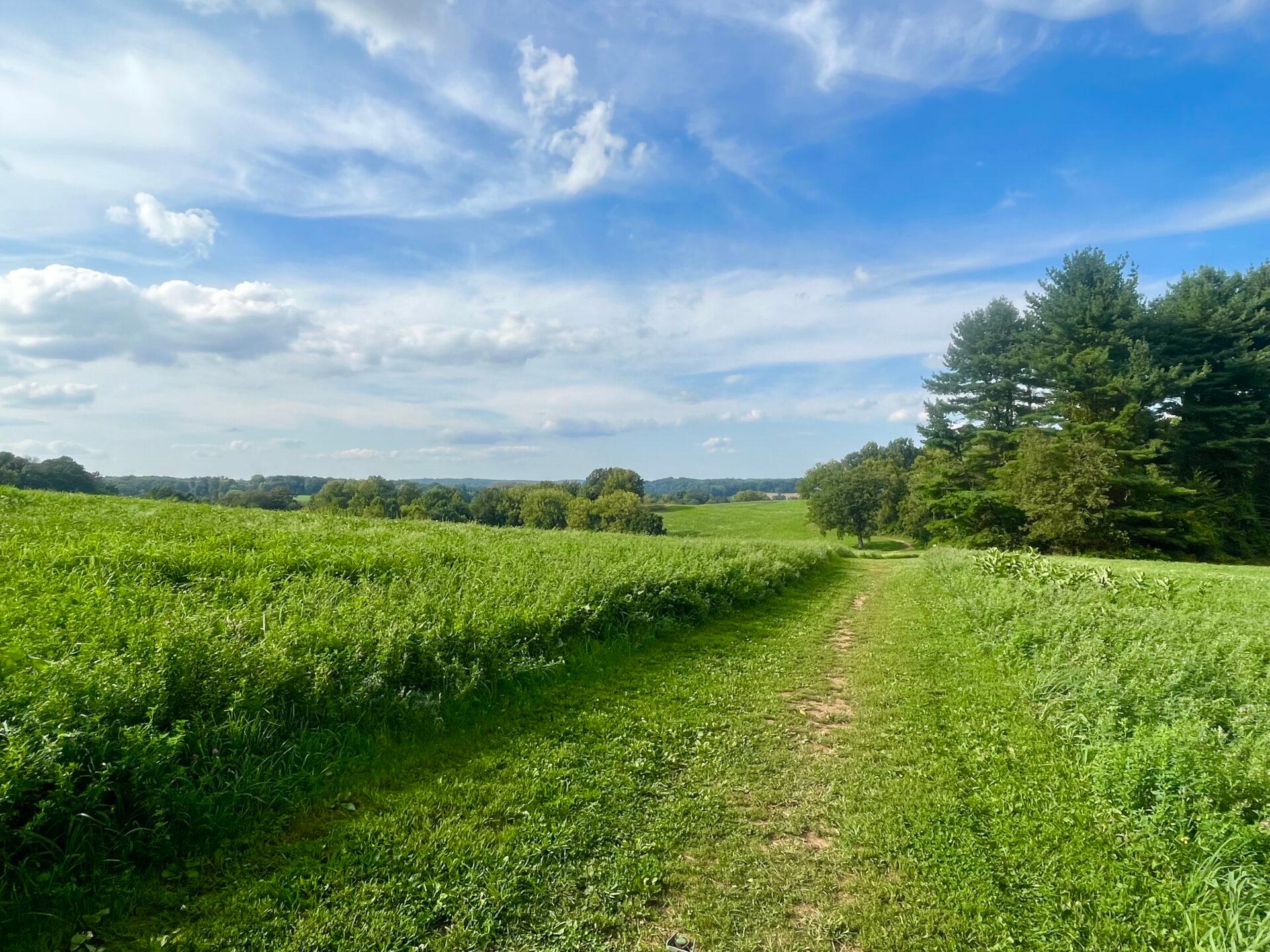 a green, grassy trail in a meadow with trees in the background and a blue sky with wispy clouds