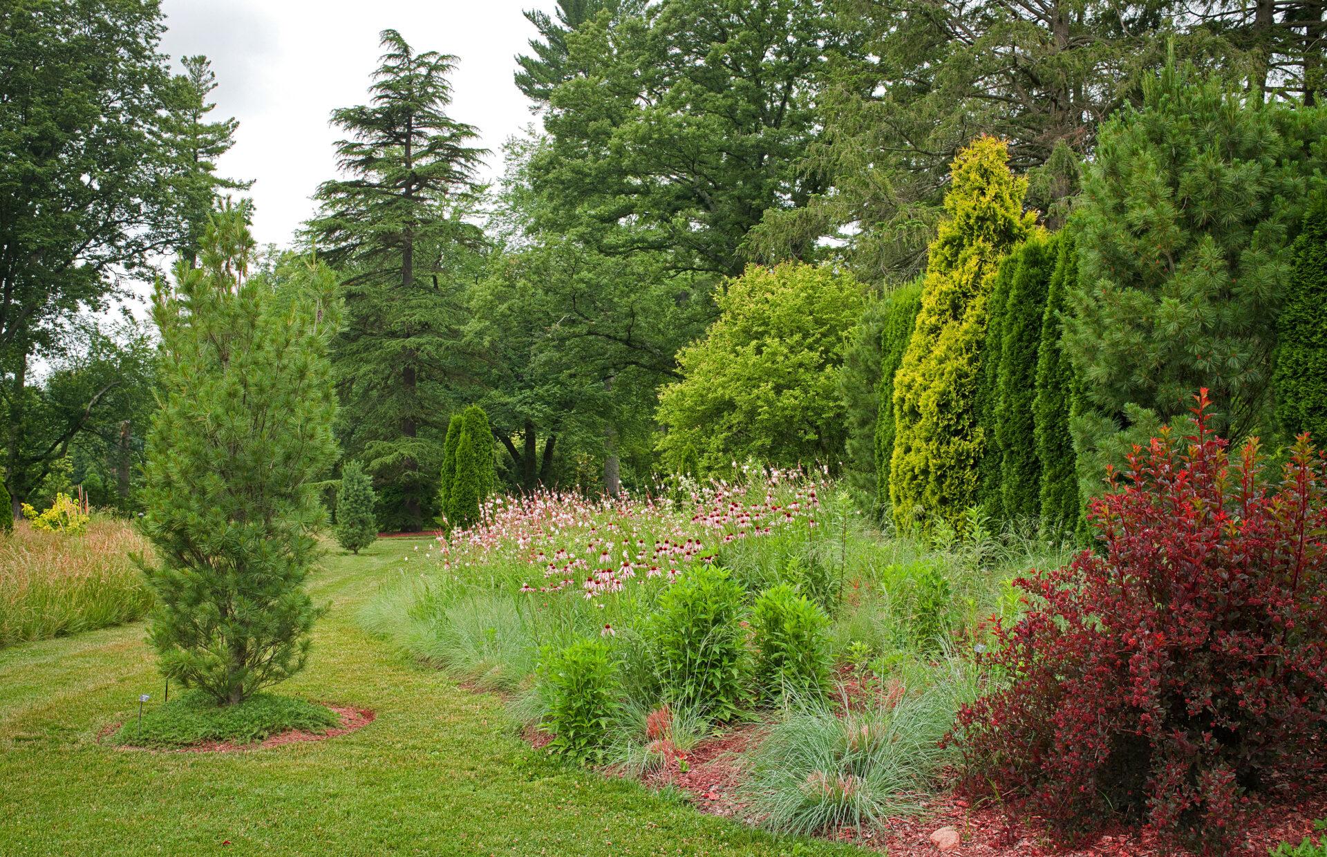 a lawn path with a garden bed filled with perennial plantings and shrubs, including pale purple flowers