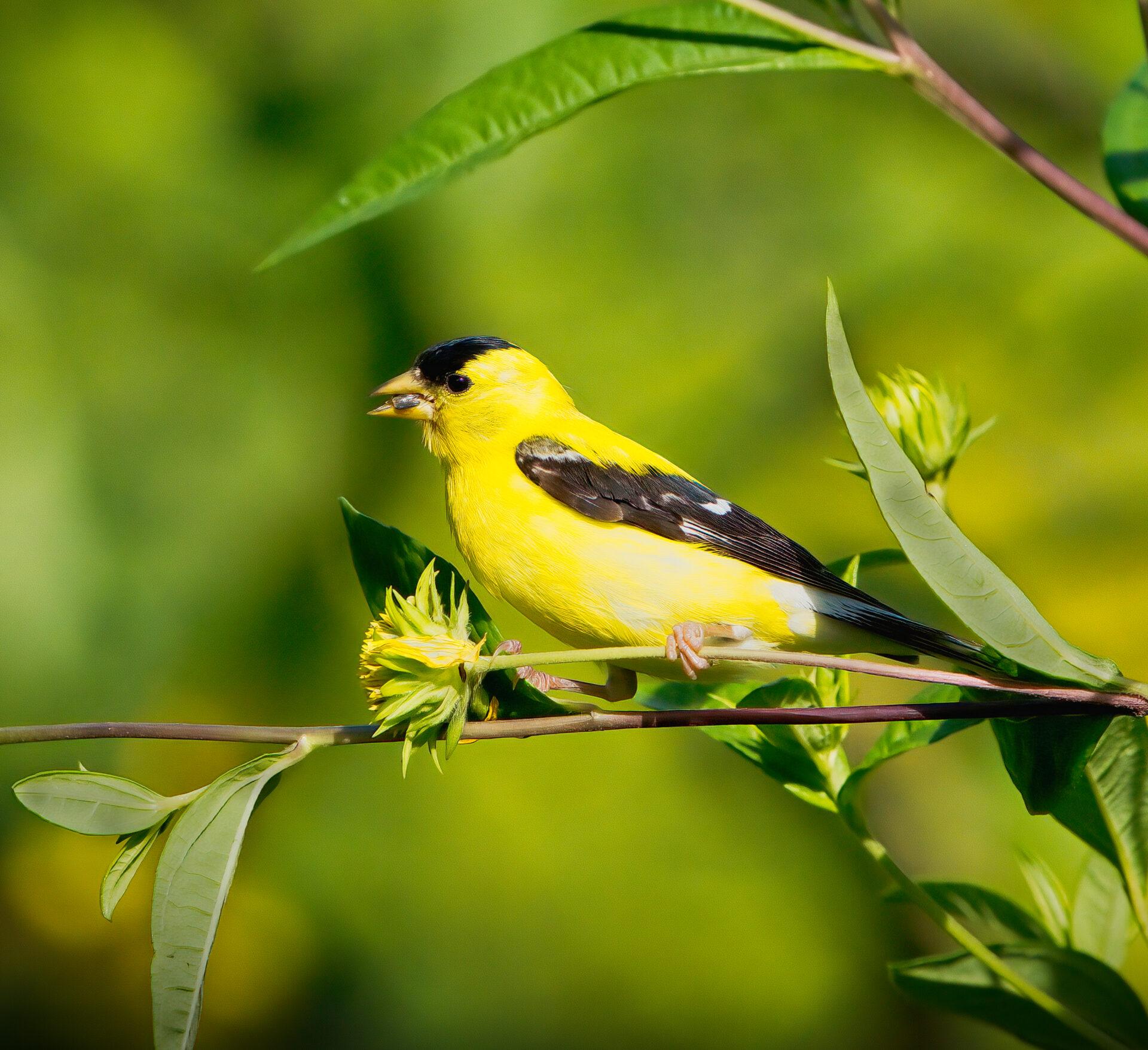 a bright yellow and black bird with a seed or bug in its mouth on the stem of a flower