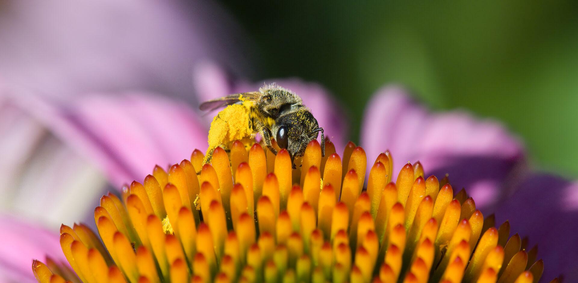 close-up of a bee covered in pollen on the orange center of a purple coneflower